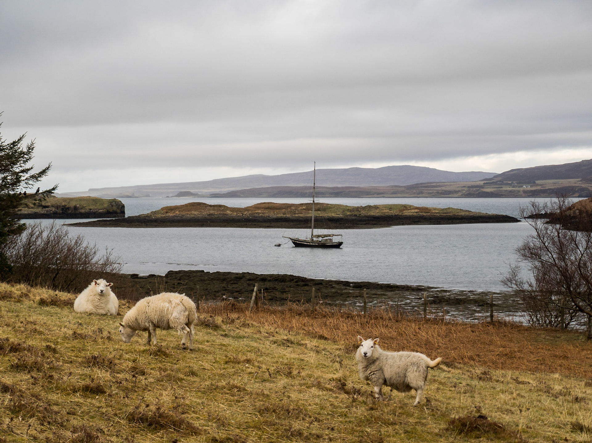 Duirinish peninsula landscape with sheep by the sea