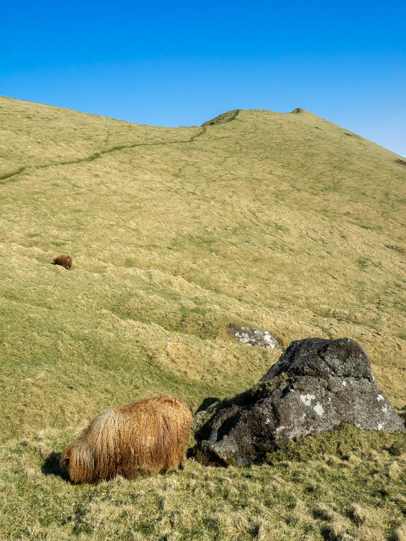 A sheep grazing by Kallur lighthouse hiking path