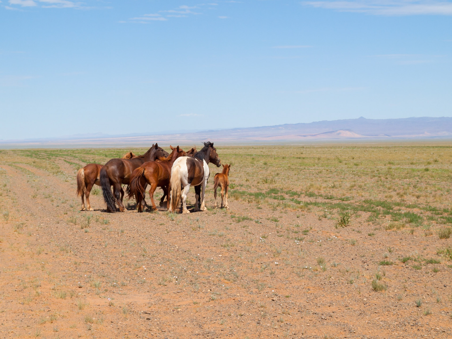 Horses in Gobi desert landscape