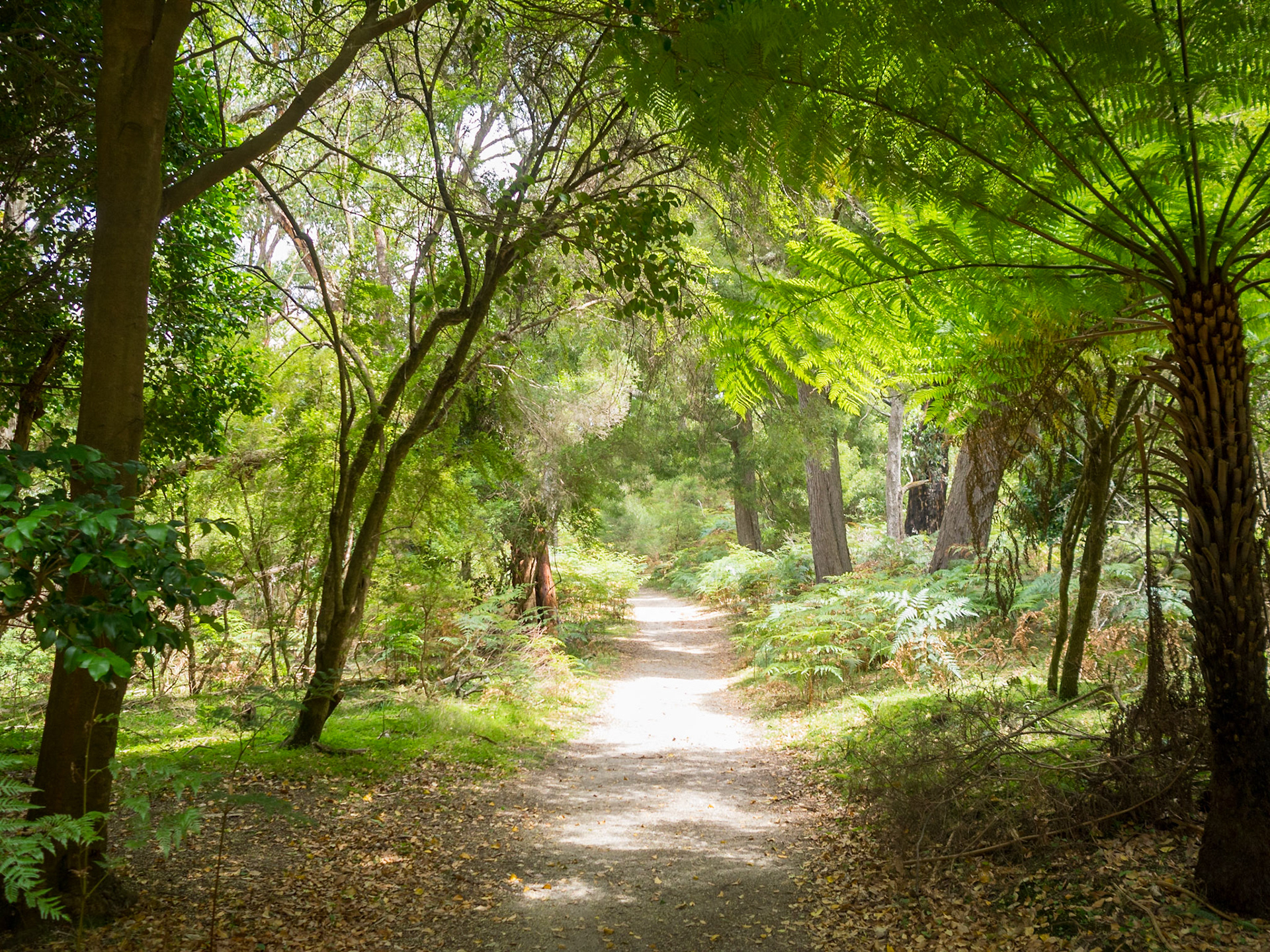 Dirt track of Lilly Pilly Gully Circuit, Wilsons Promontory, Victoria, Australia
