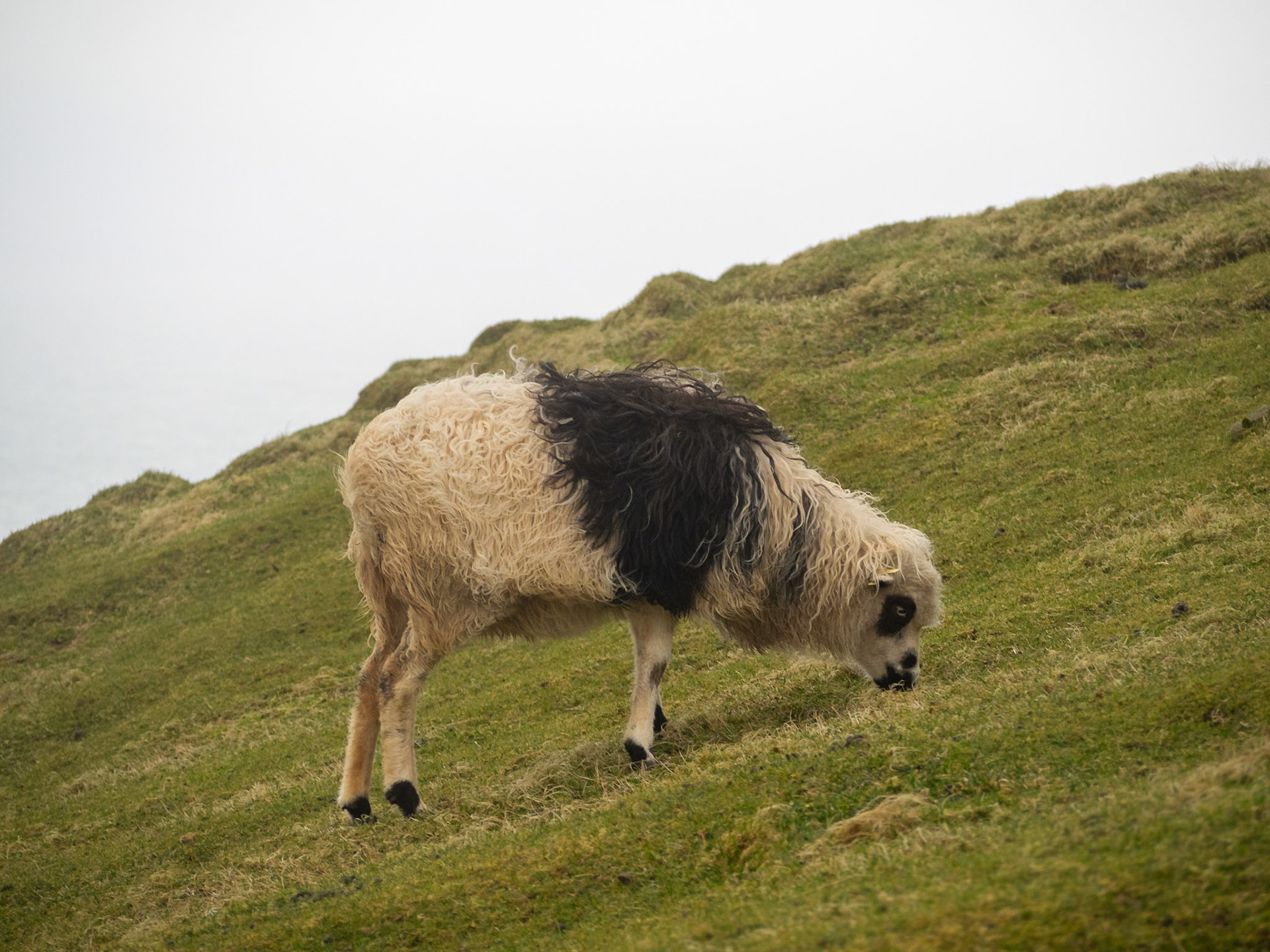 Black and white spotted sheeep grazing in the grass