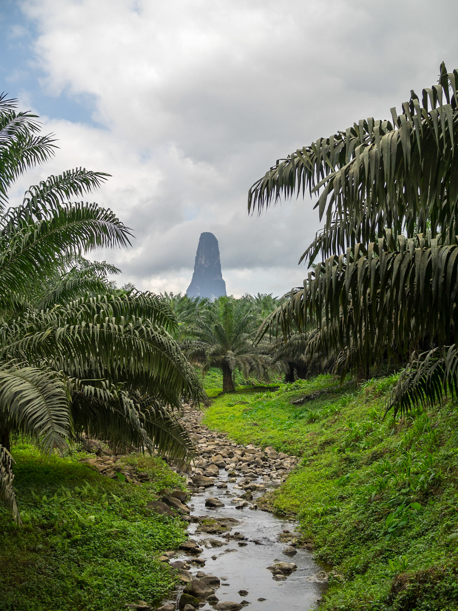 Pico do Cão Grande between the palm trees