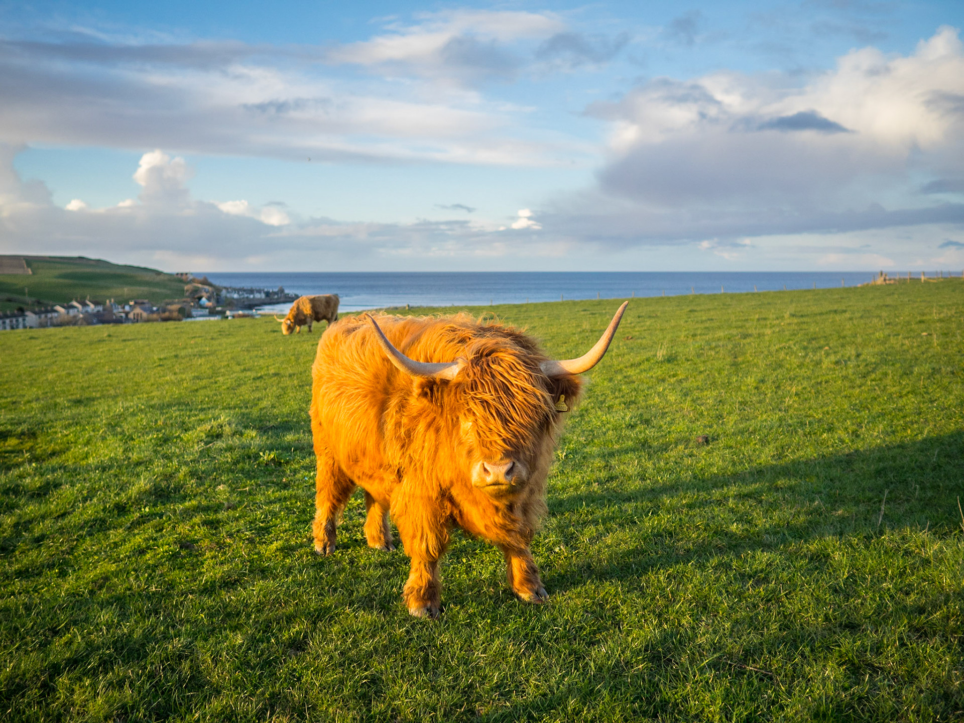 Highland cow in the sunset light