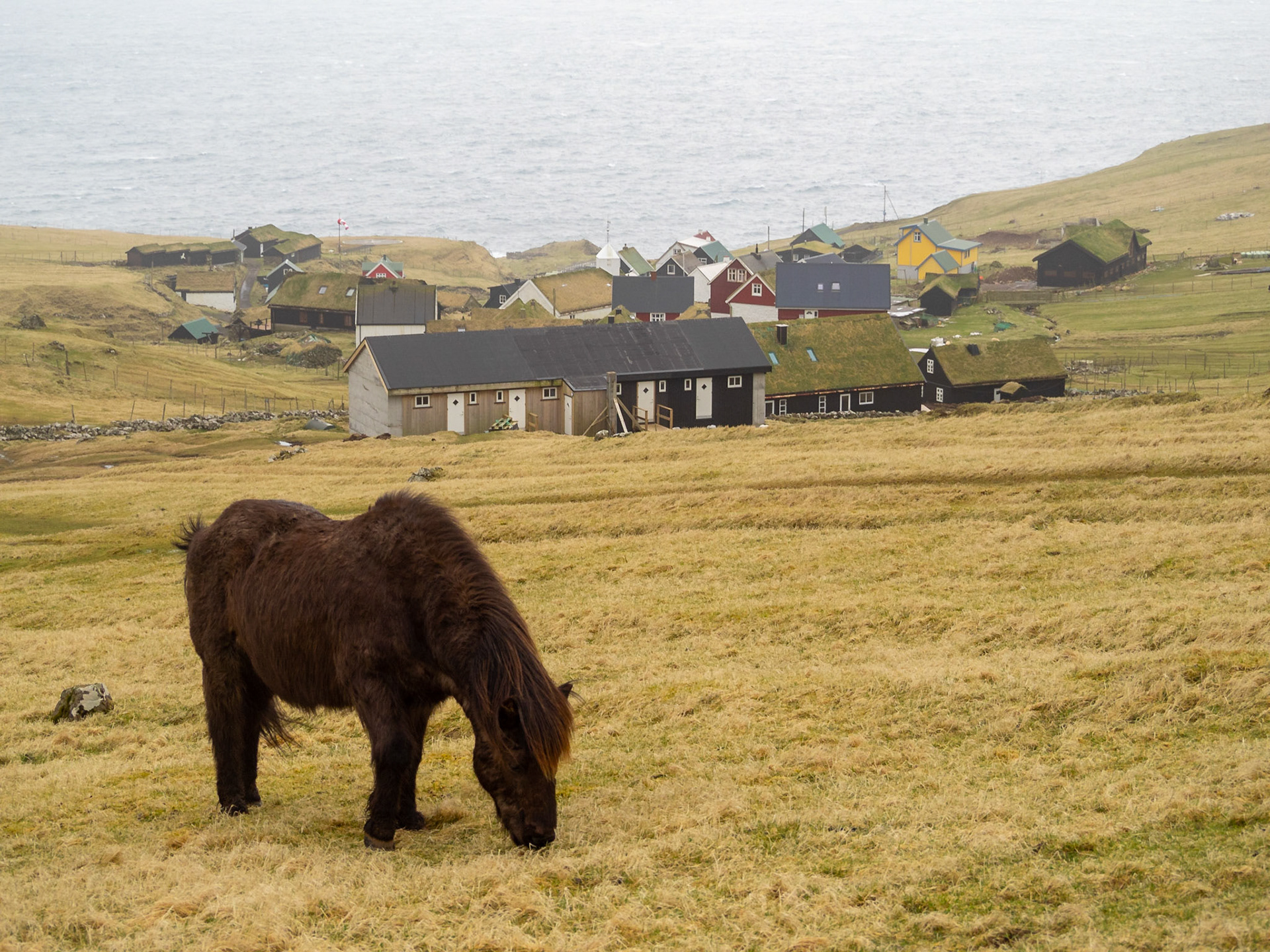 A horse grazing in Mykines island grass fields