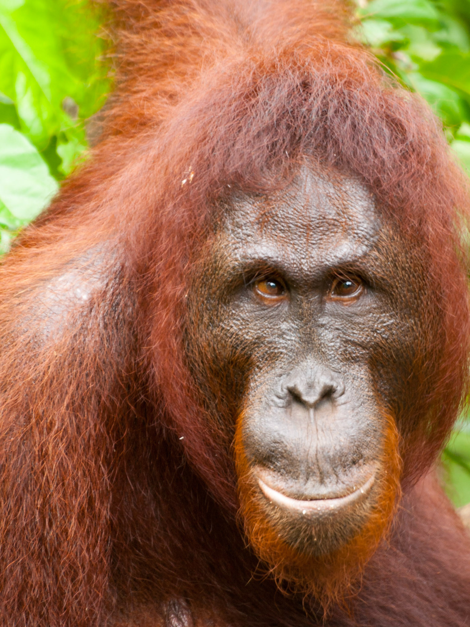 Orangutan face closeup looking at camera