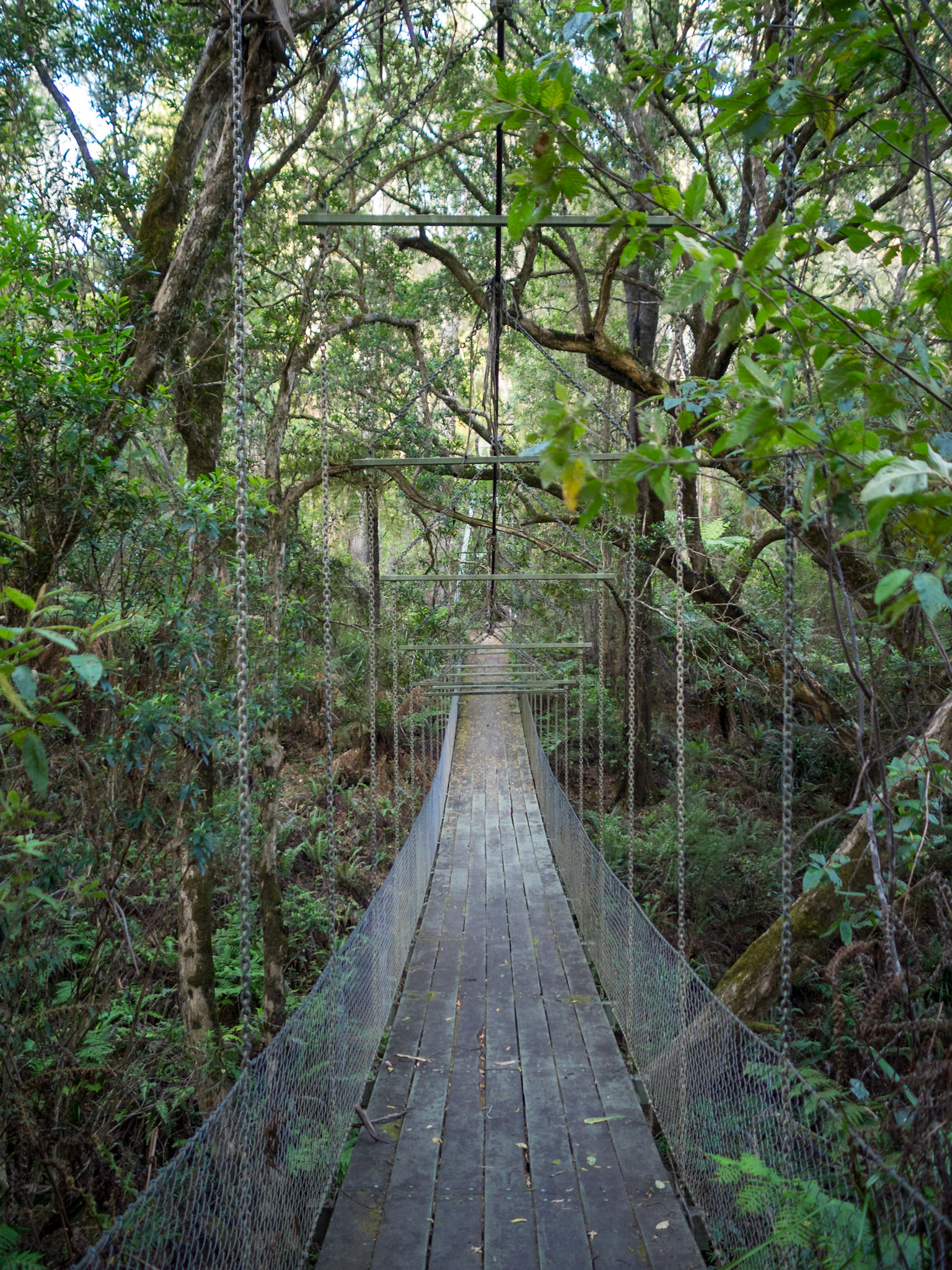McKenzie River Rainforest Walk suspension bridge between the lush vegetation