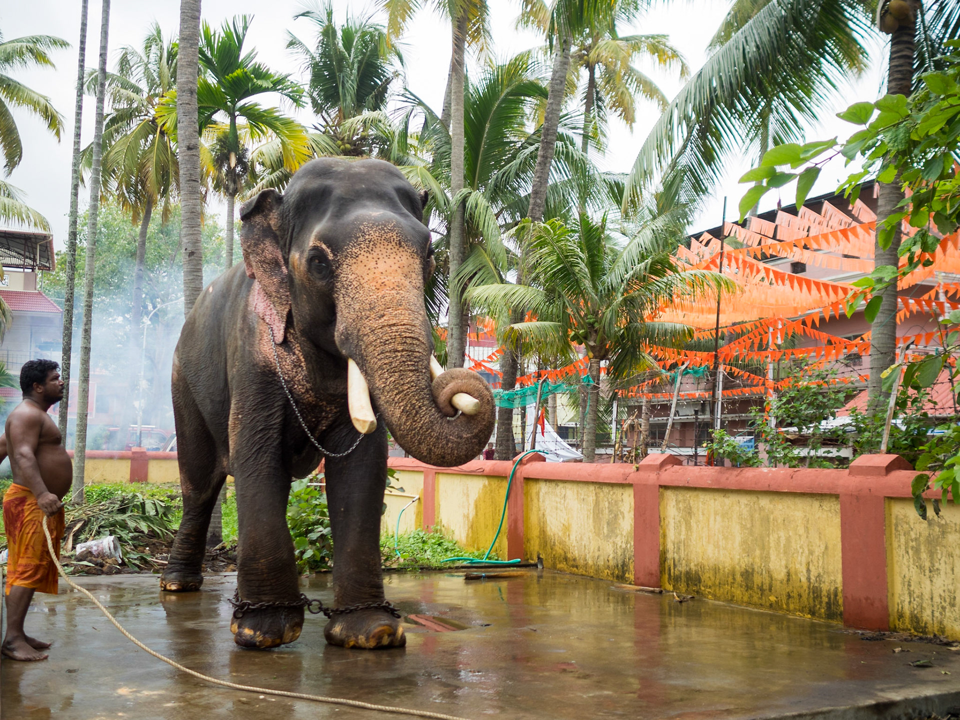 A man washes the Thirumala Davaswom temple elephant
