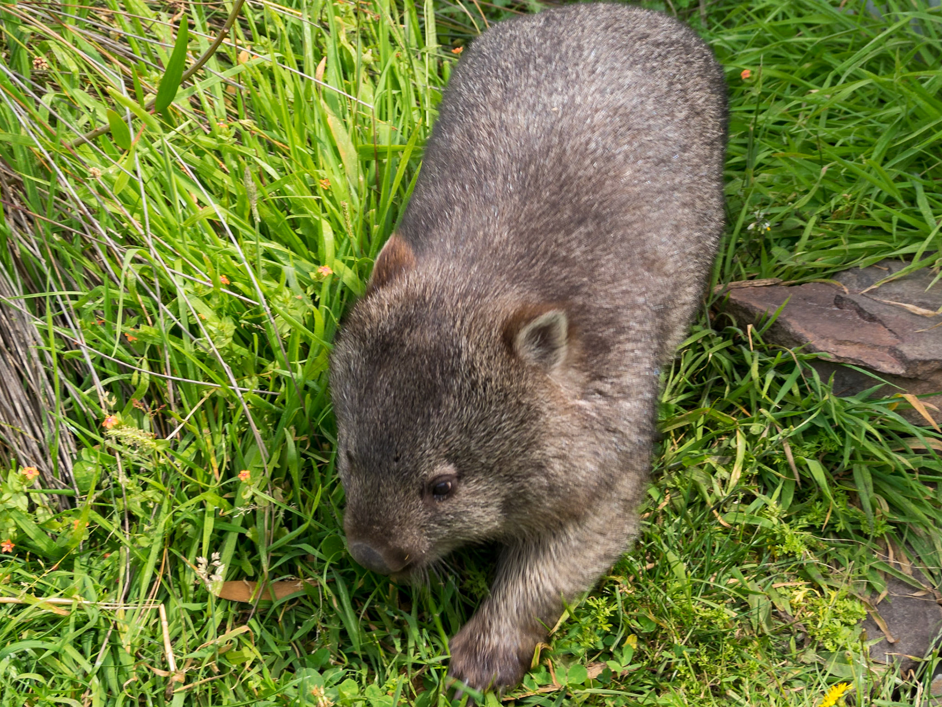 Walking wombat