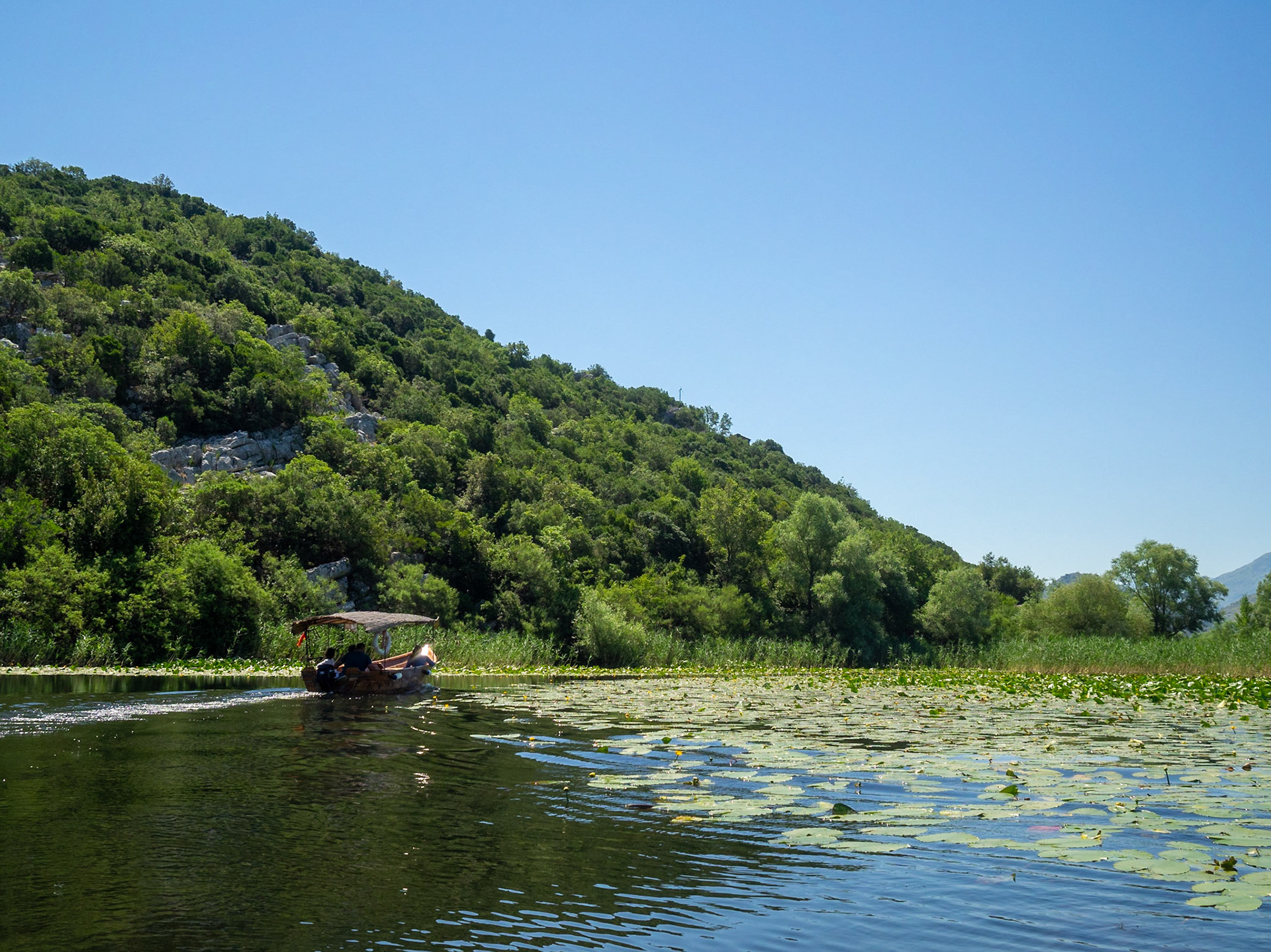 Boating in Lake Skadar between water lilies and reeds, Montenegro