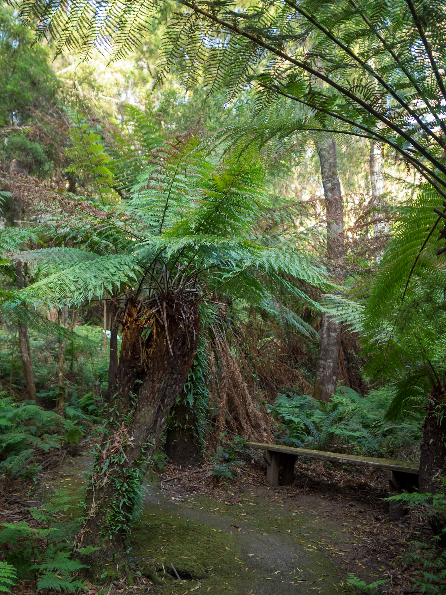 McKenzie River Rainforest Walk lush vegetation