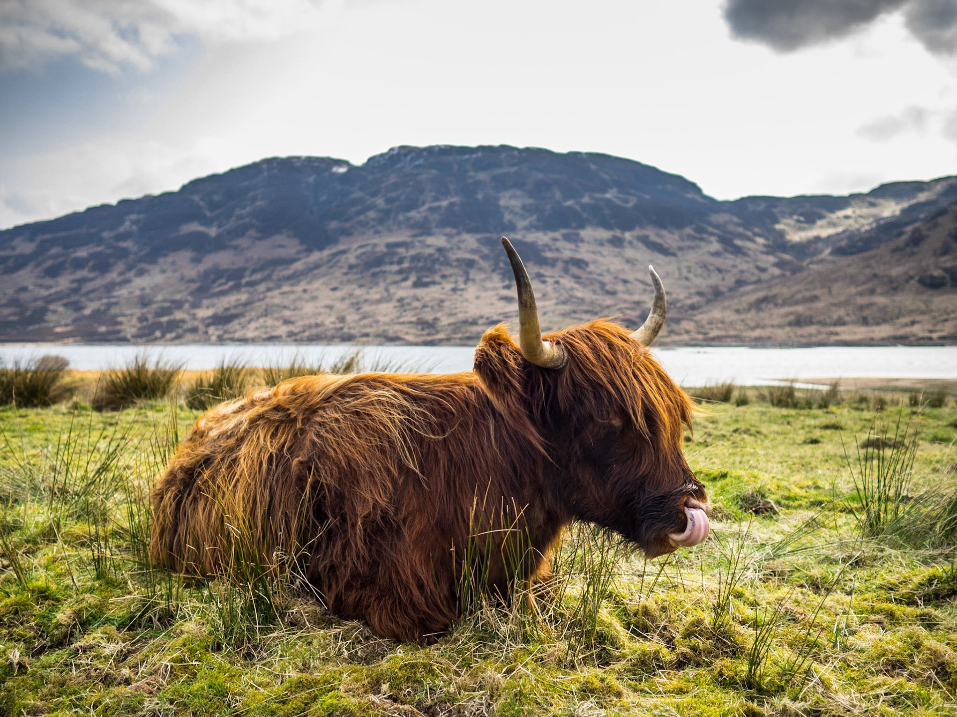 Highland cow by Loch Arklet