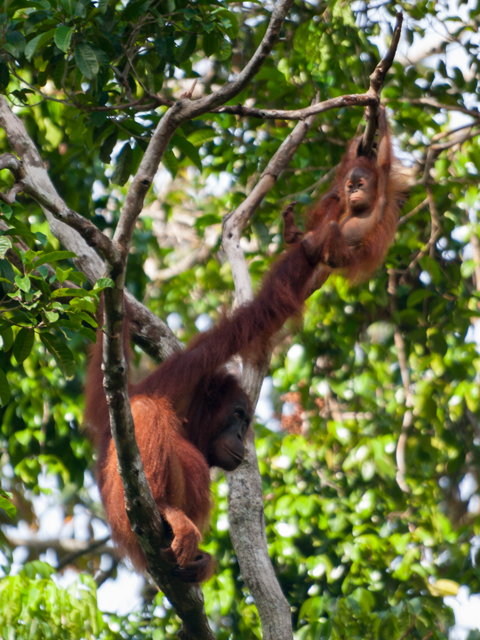 Orangutan mother holding to a cub in a tree