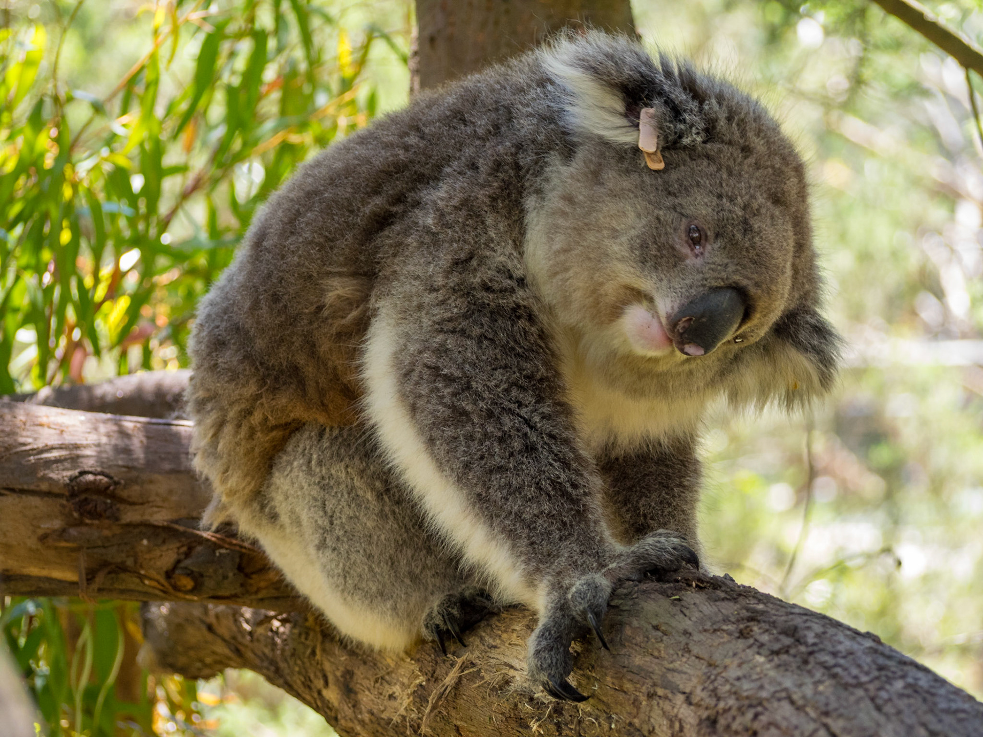 Funny looking koala