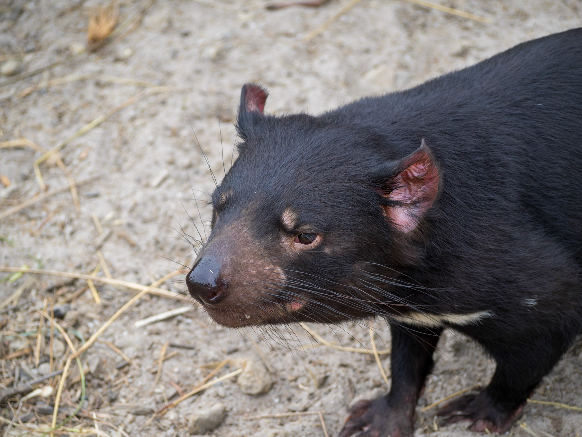 Tasmanian Devil