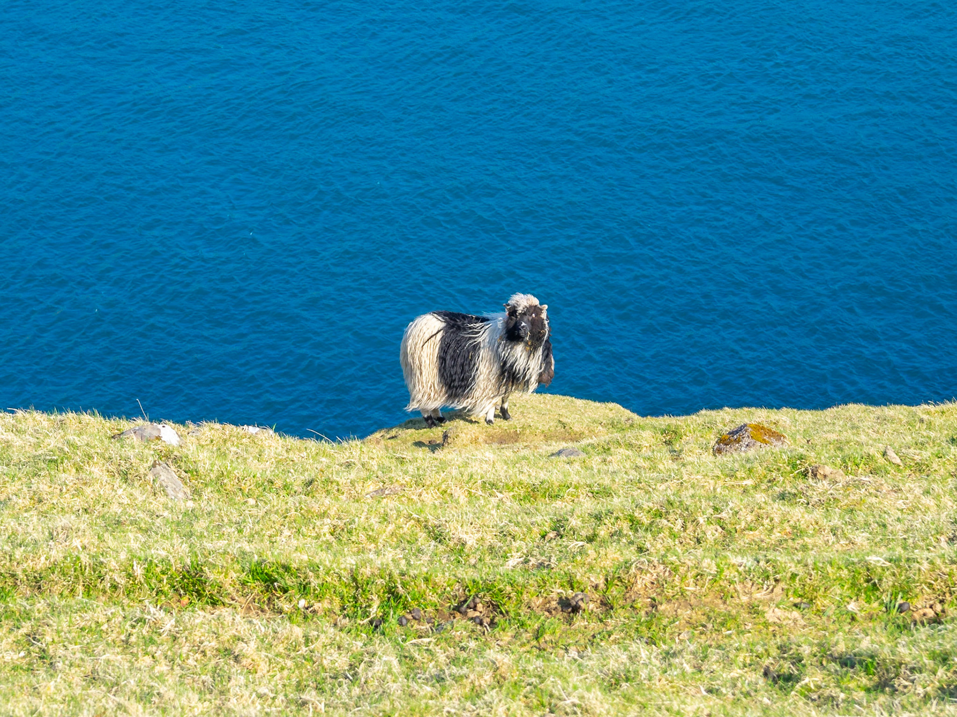 Stripped black and white sheep by the deep blue water