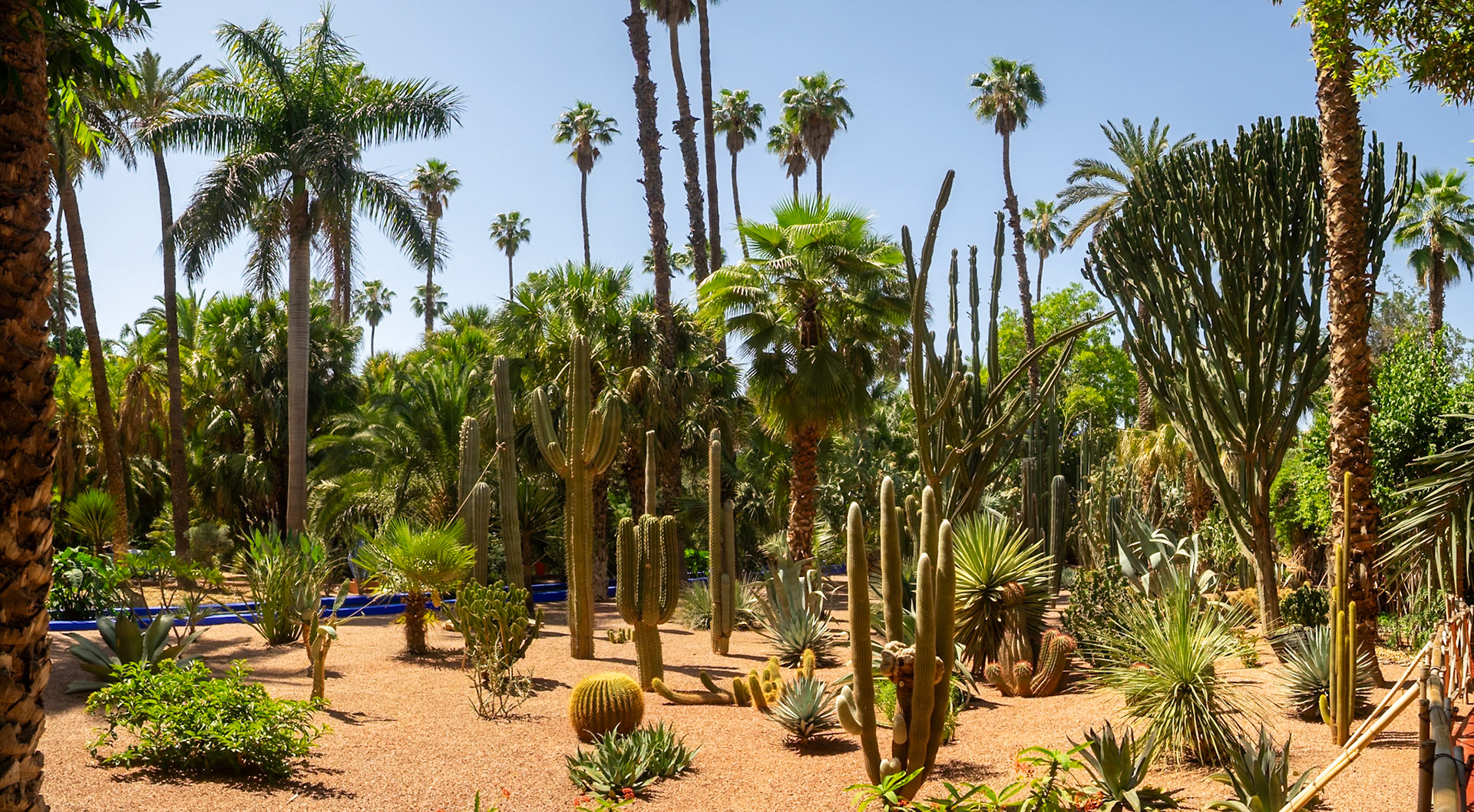 Majorelle Garden cactus garden