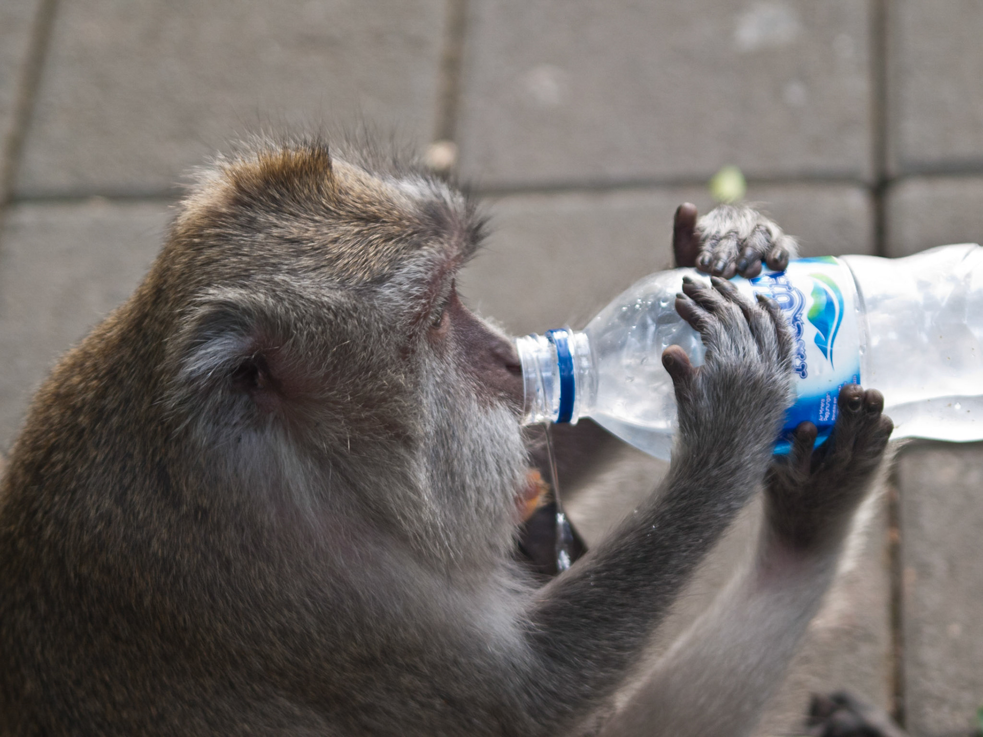 Monkey drinking water from a bottle in Monkey Forest park, Ubud