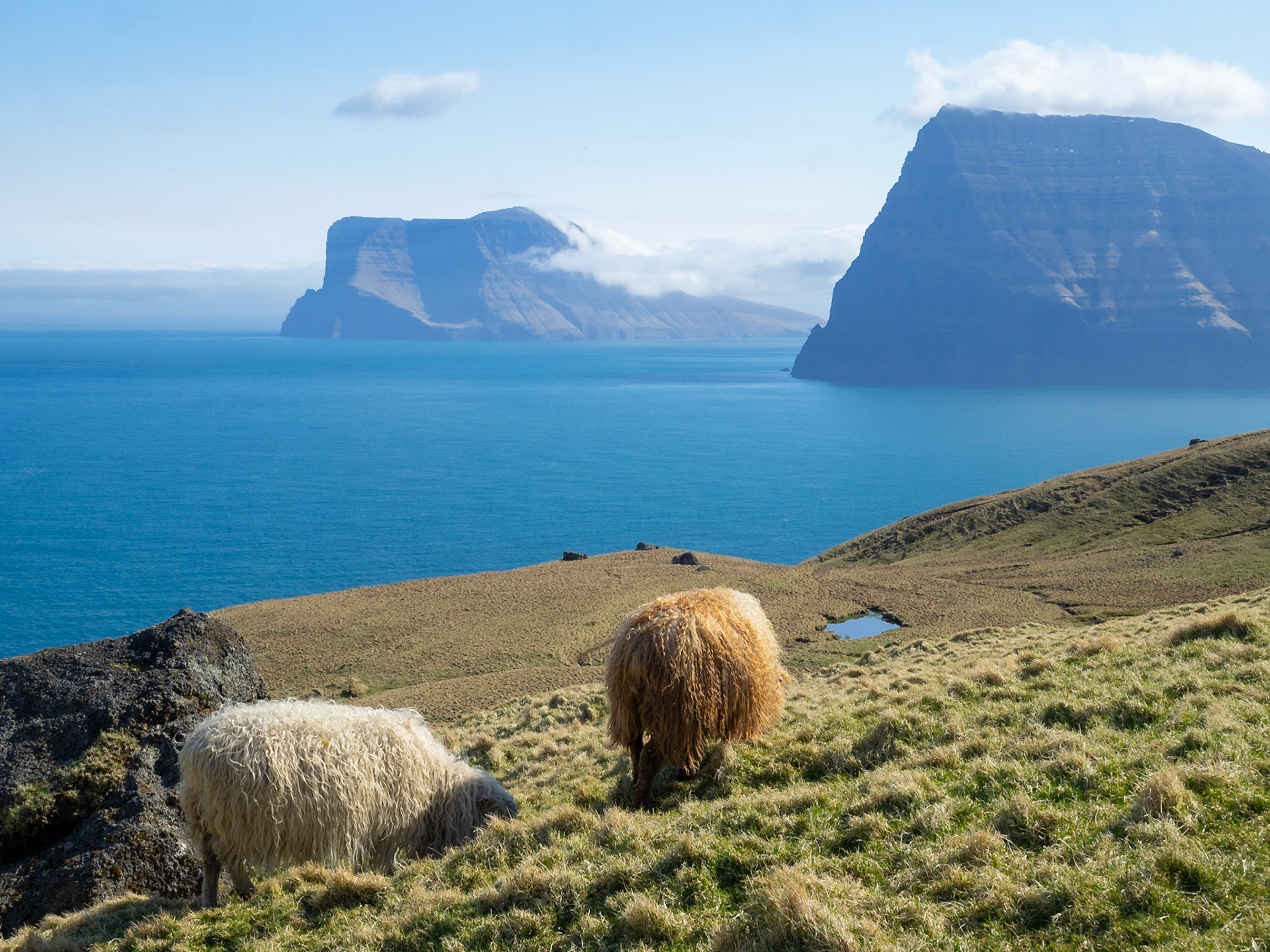 Sheep grazing by Kallur lighthouse hiking path with Kunoy and Vidoy islands in background