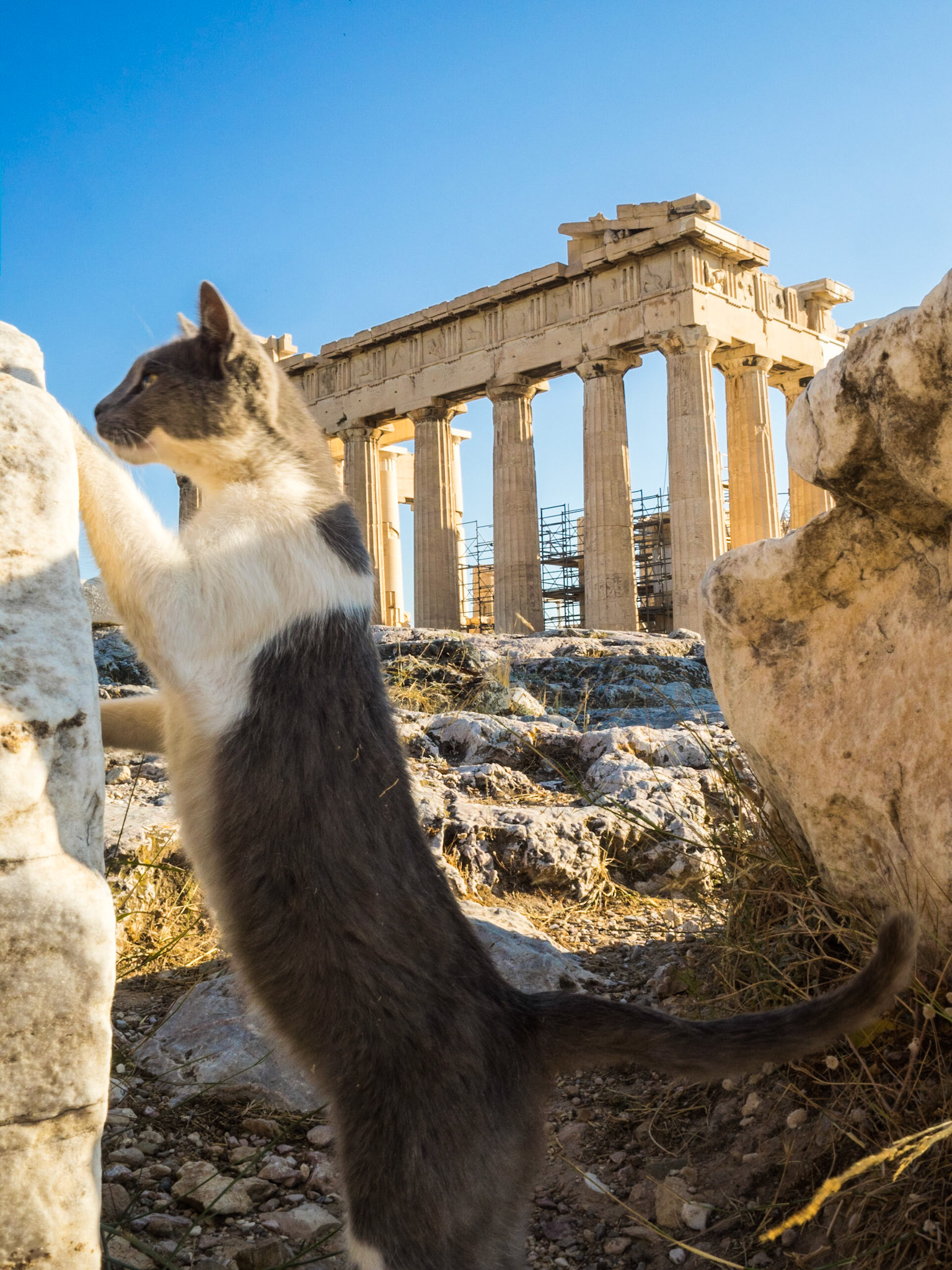 Europe Greece Athens parthenon cat site pet temple