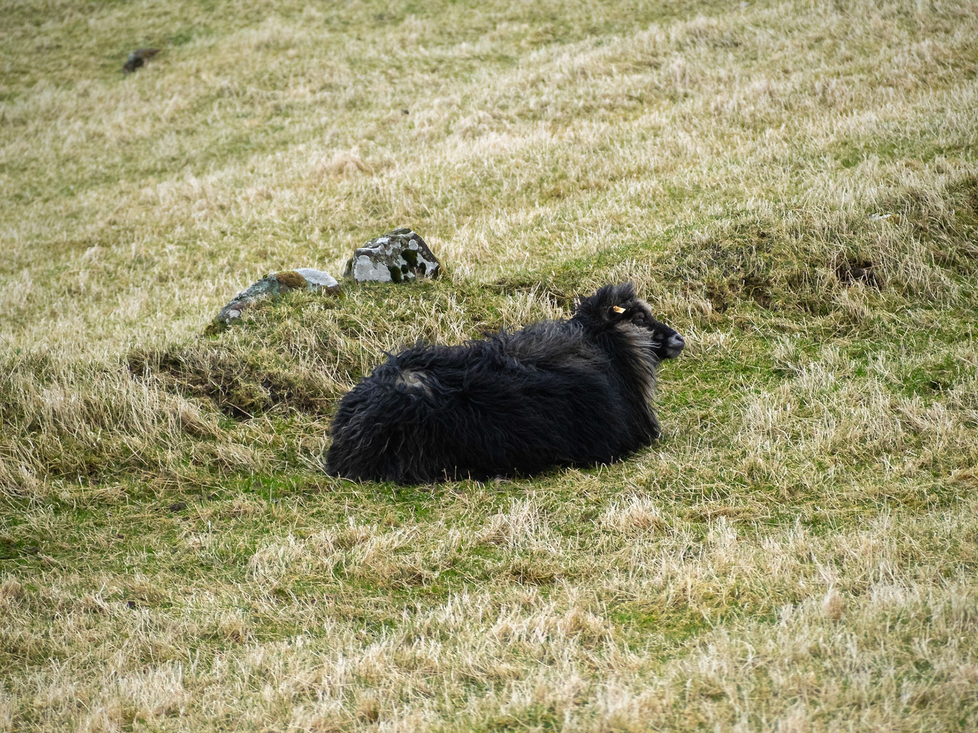 A black sheep lying in the yellow grass