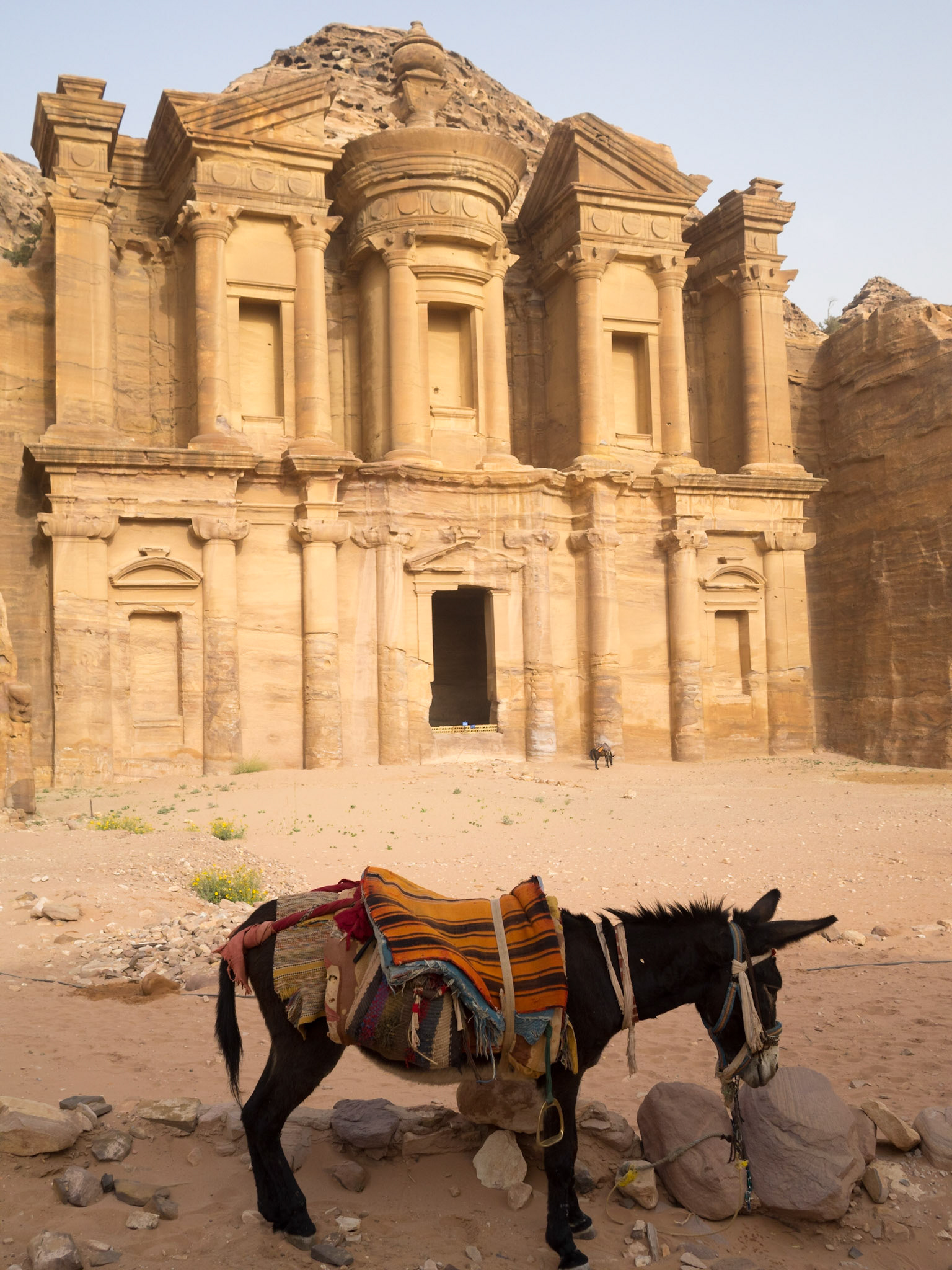 A donkey by the Monastery in Petra
