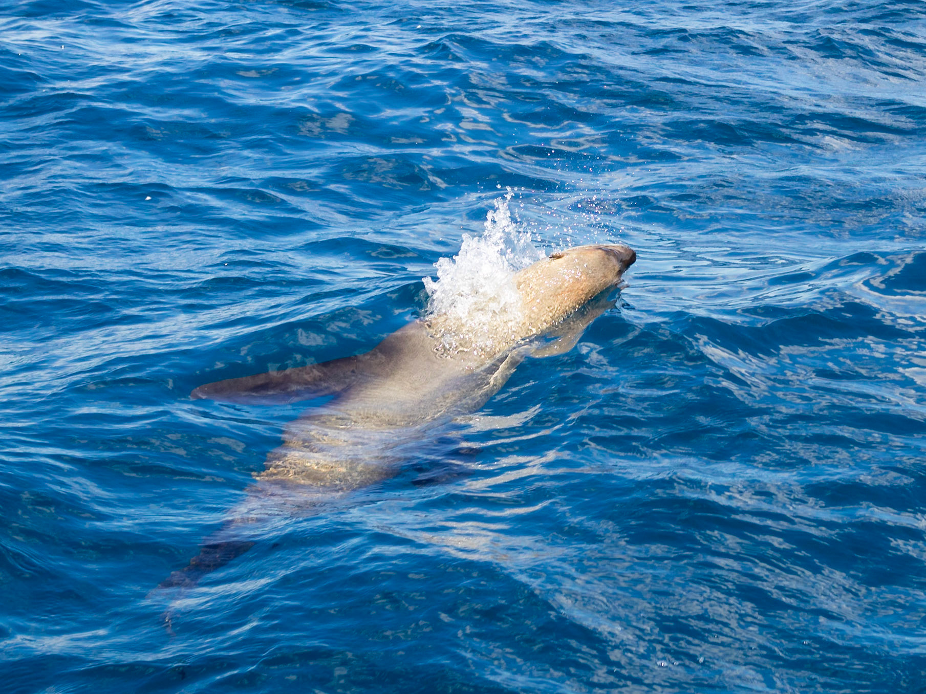 Seal playing in the waters of Bay of Fires