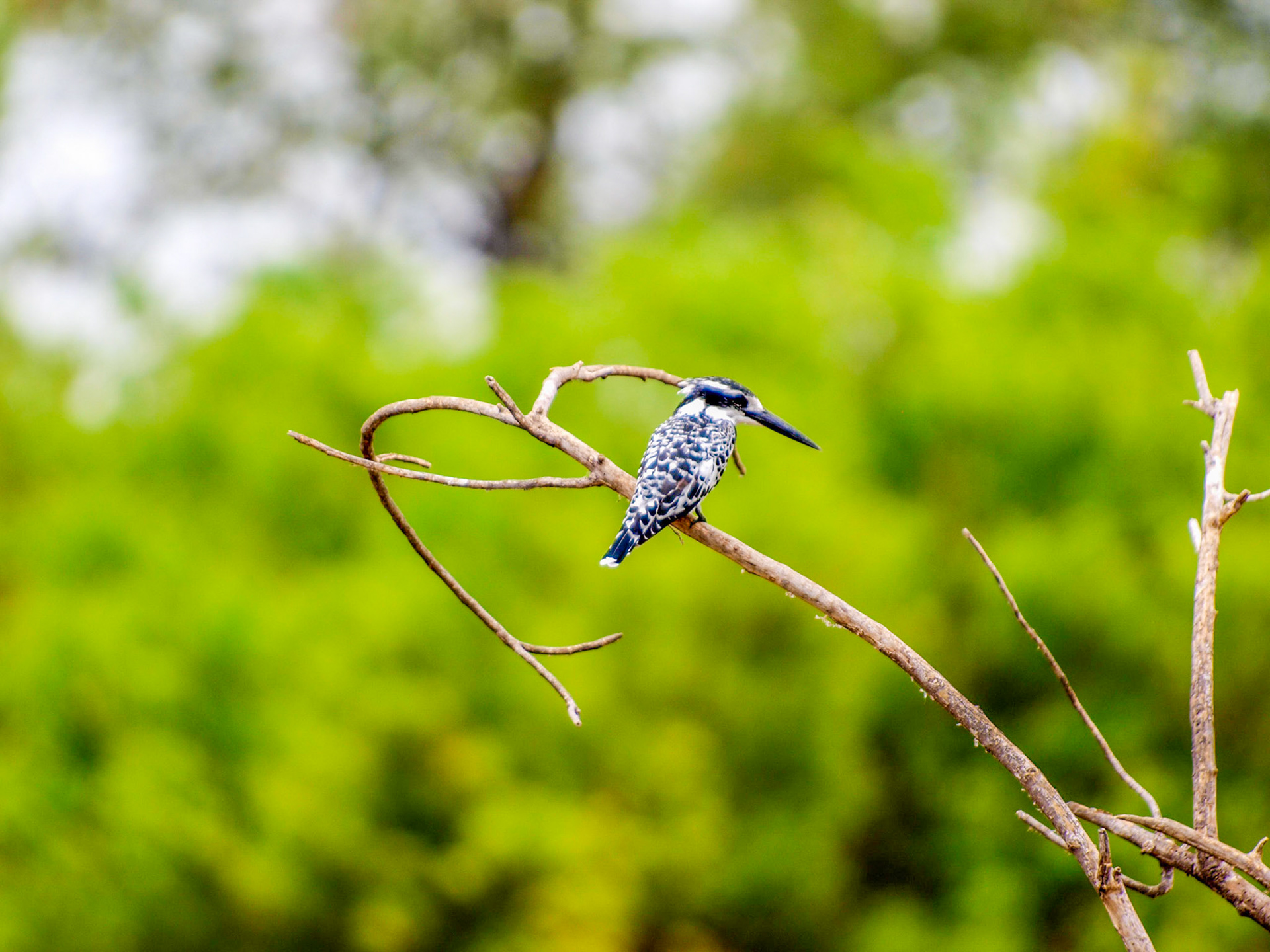 Pied kingfisher standing in tree branch with green brackgound