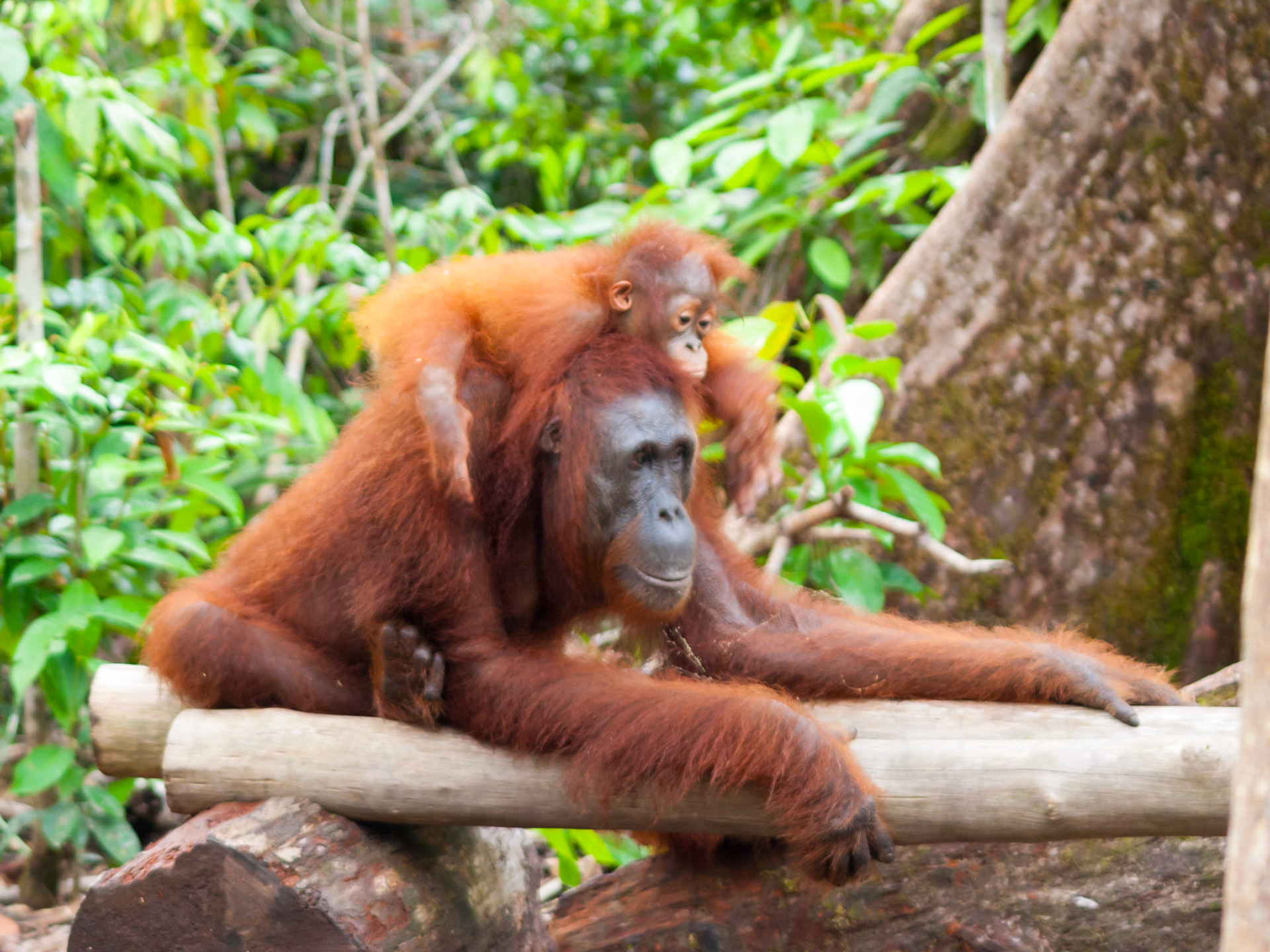 Orangutan cub over mother's head
