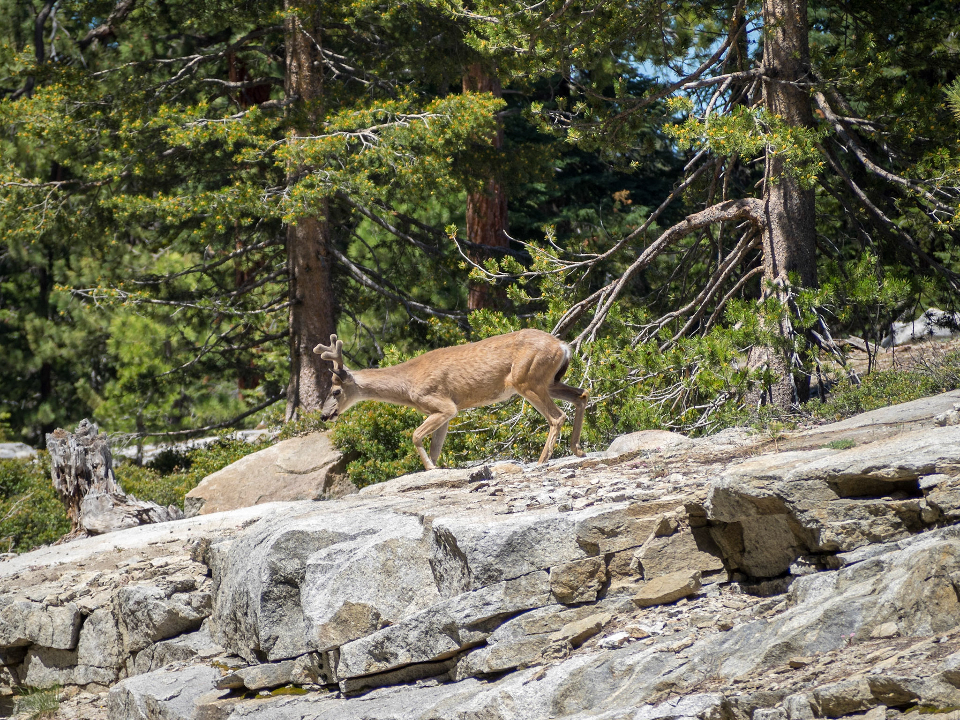Deer walking in Yosemite National Park