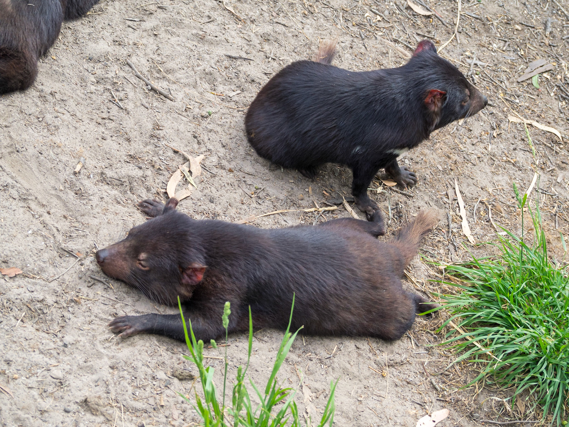Resting Tasmanian Devil