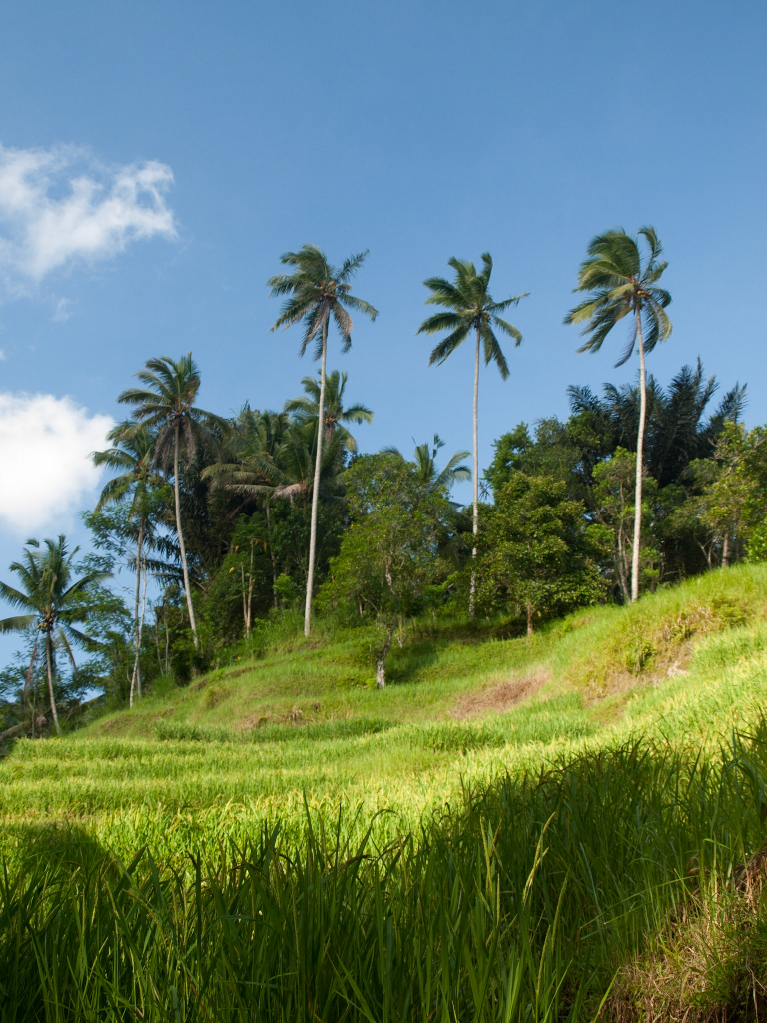 Jatiluwih rice terraces in Bali island, Indonesia