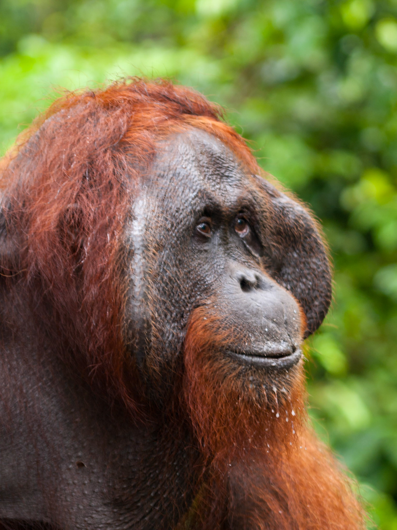 Male Orangutan face closeup