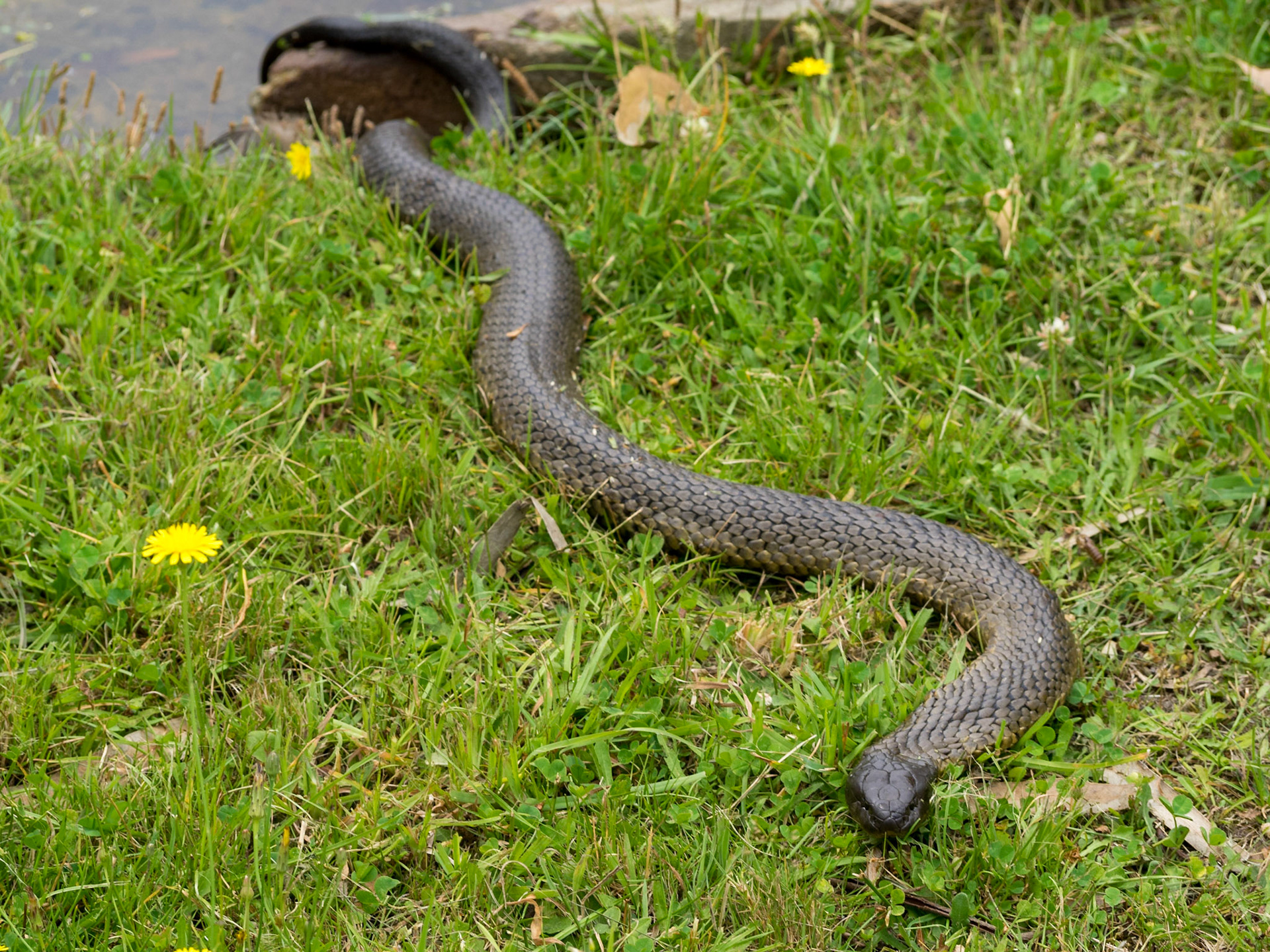Tasmanian tiger snake