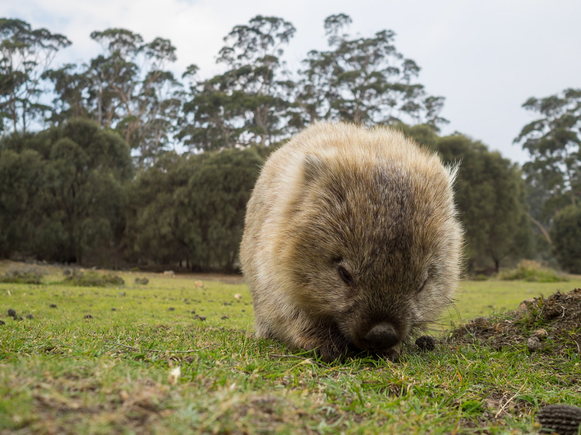Wombat grazino in the grass