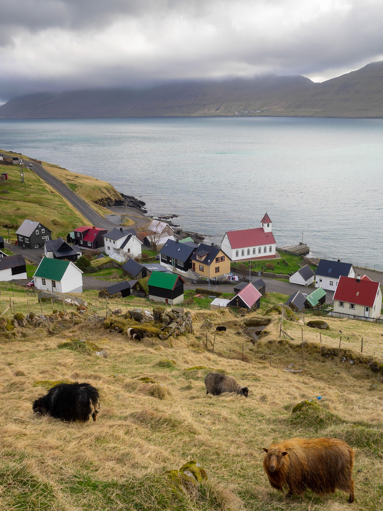 Sheep grazing in the grass over Kunoyar hamlet by Kalsoyarfjørður fjord