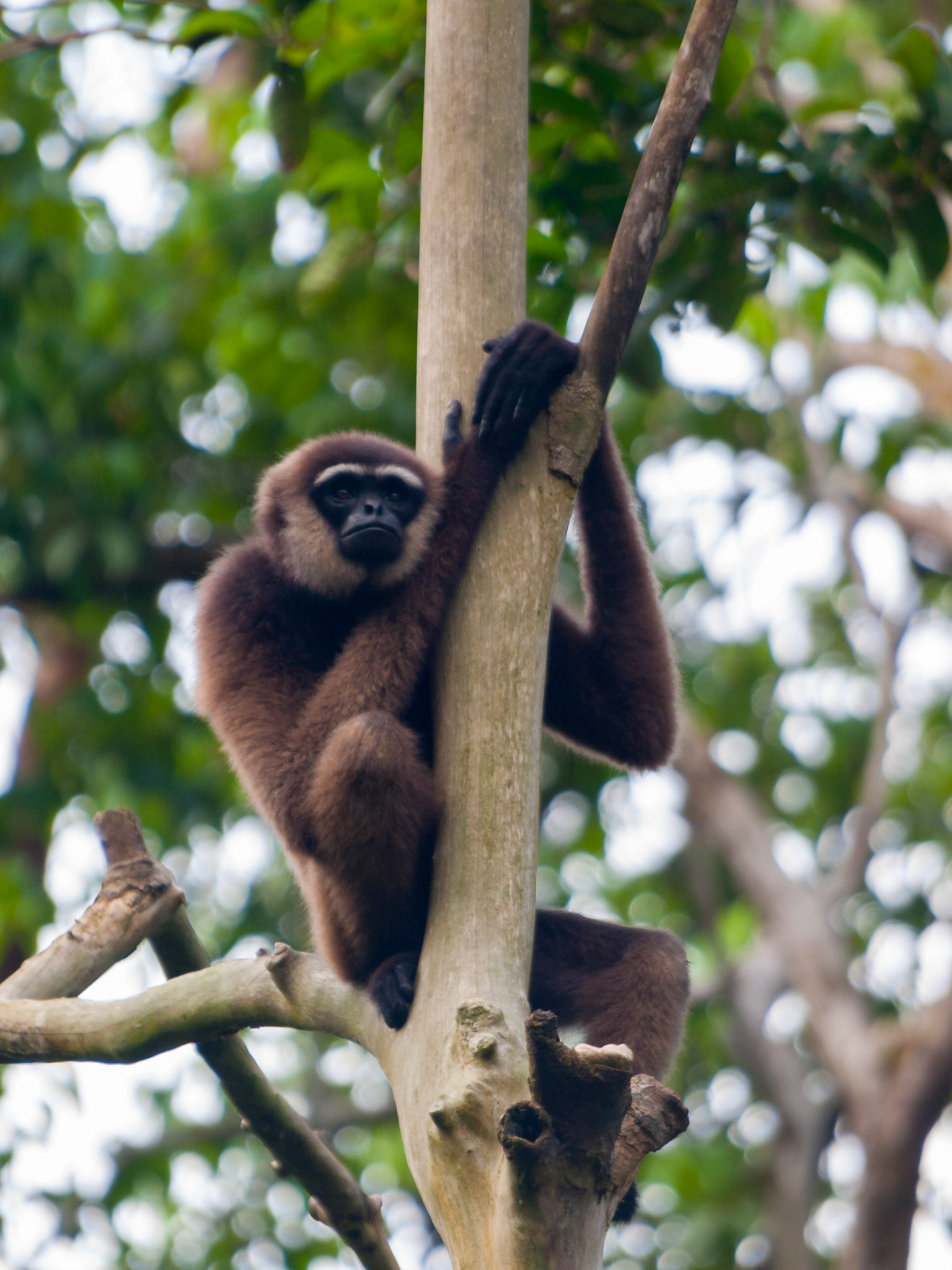 Gibbon