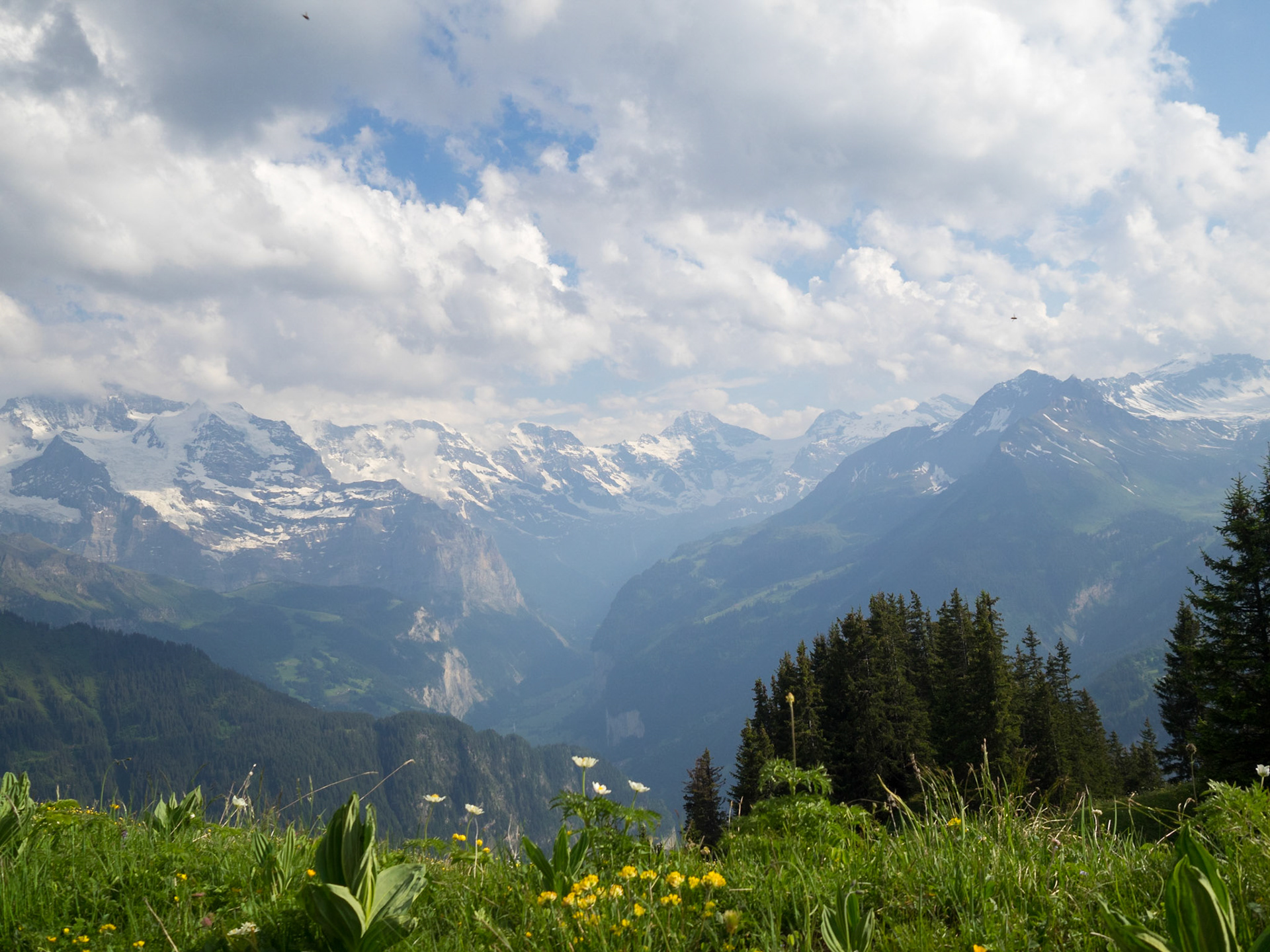 Bernese Alps seen from Schynige Platte