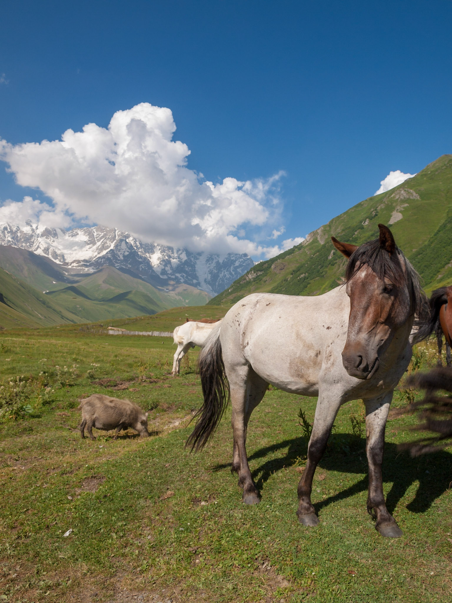 Horses near Mount Shkhara in Svaneti, Georgia