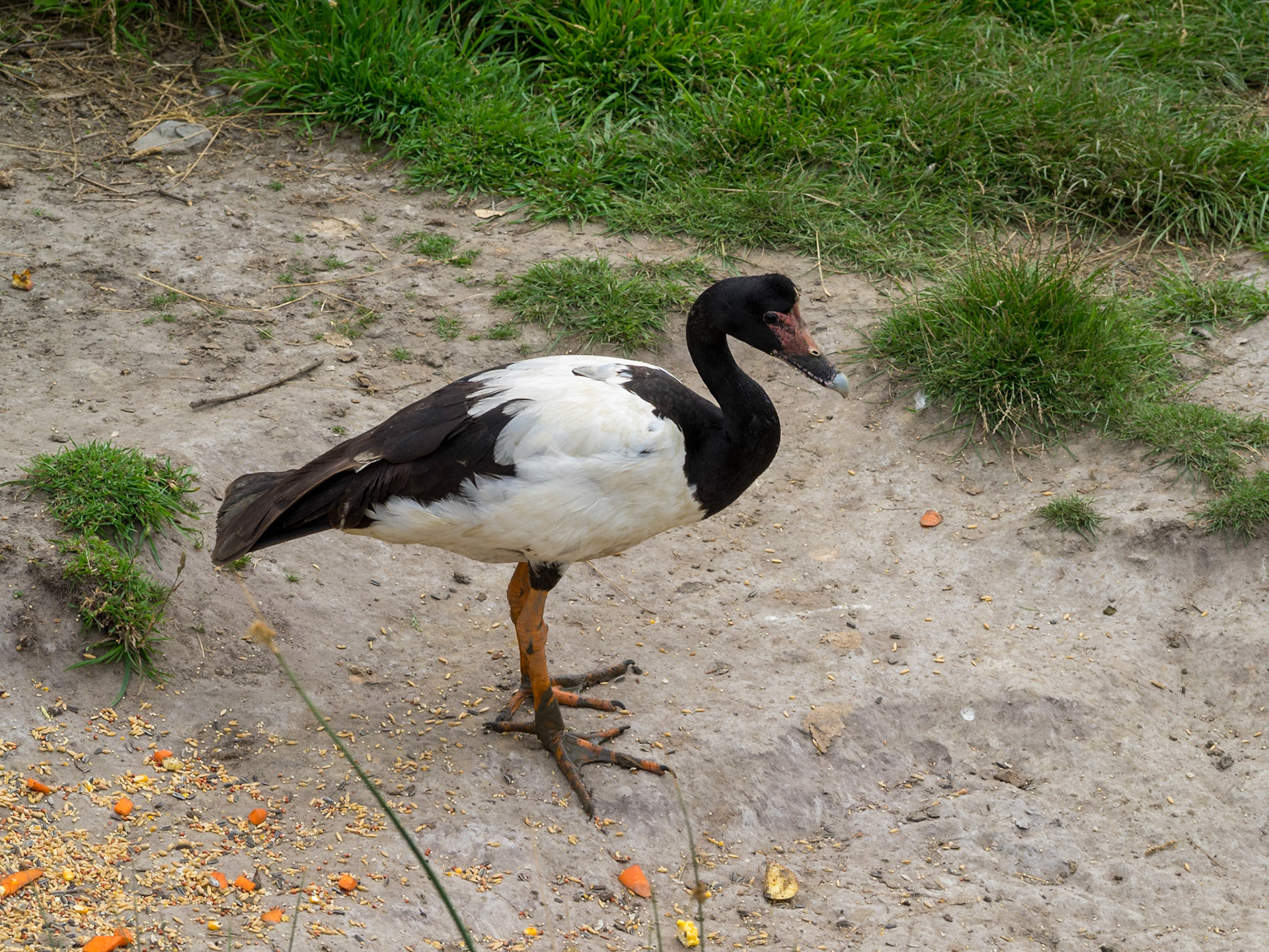 Magpie goose