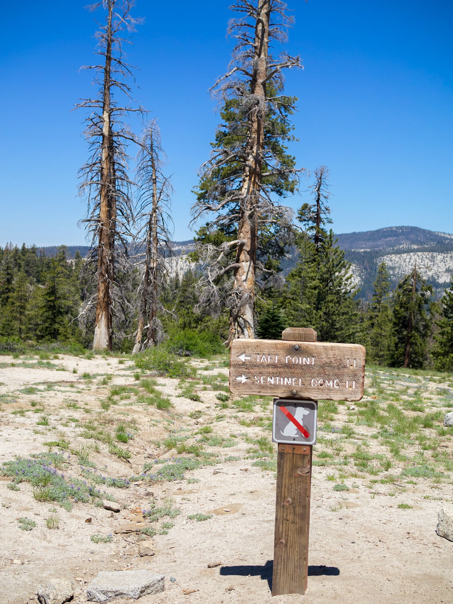 Sentinel Dome trail sign