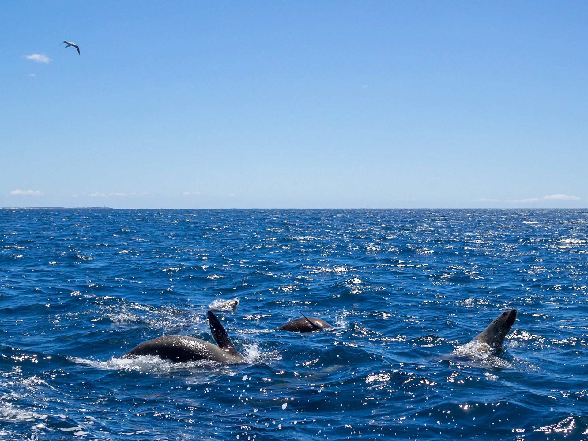 Seals feeding and playing in the waters of Bay of Fires