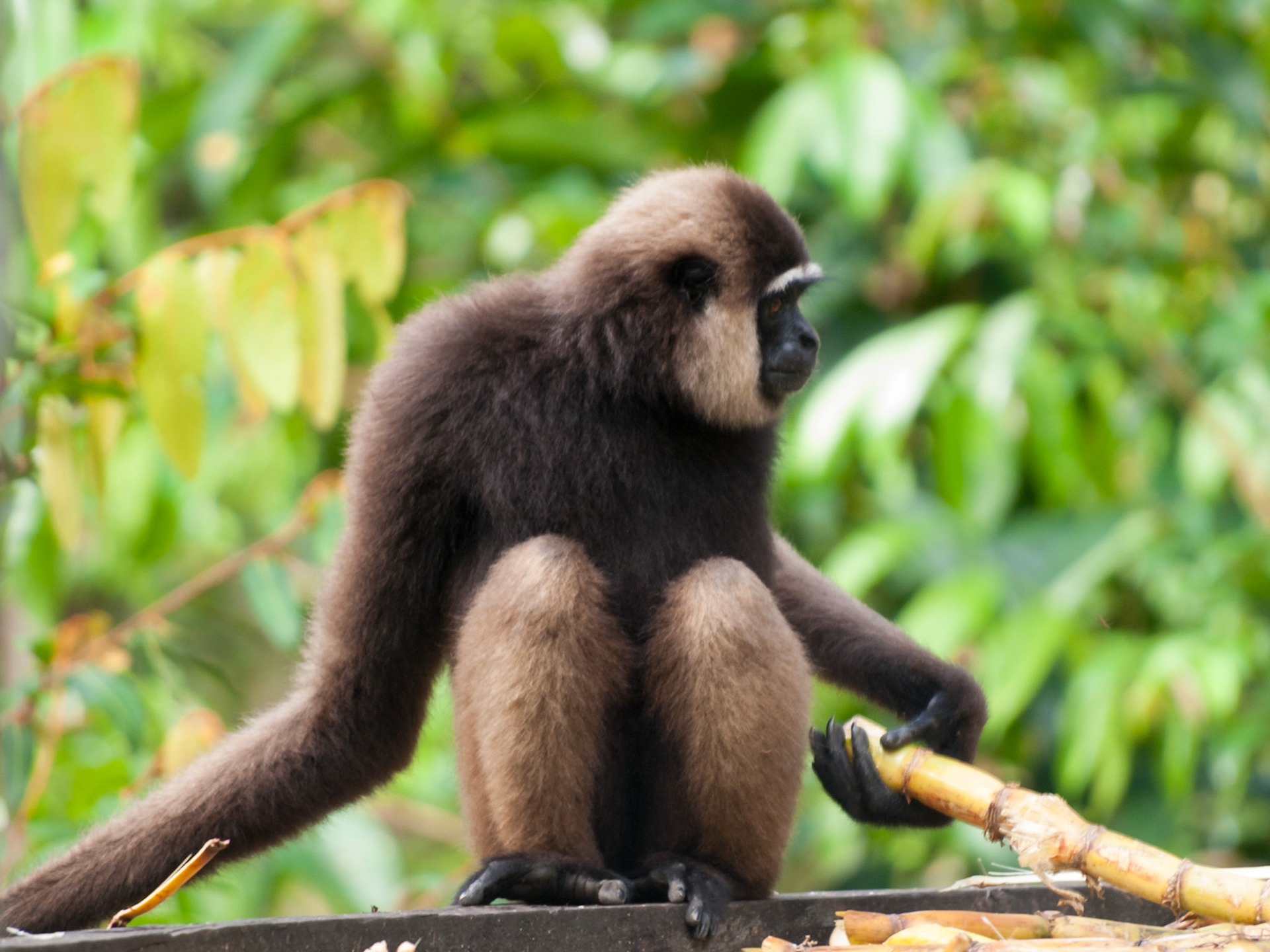 Gibbon