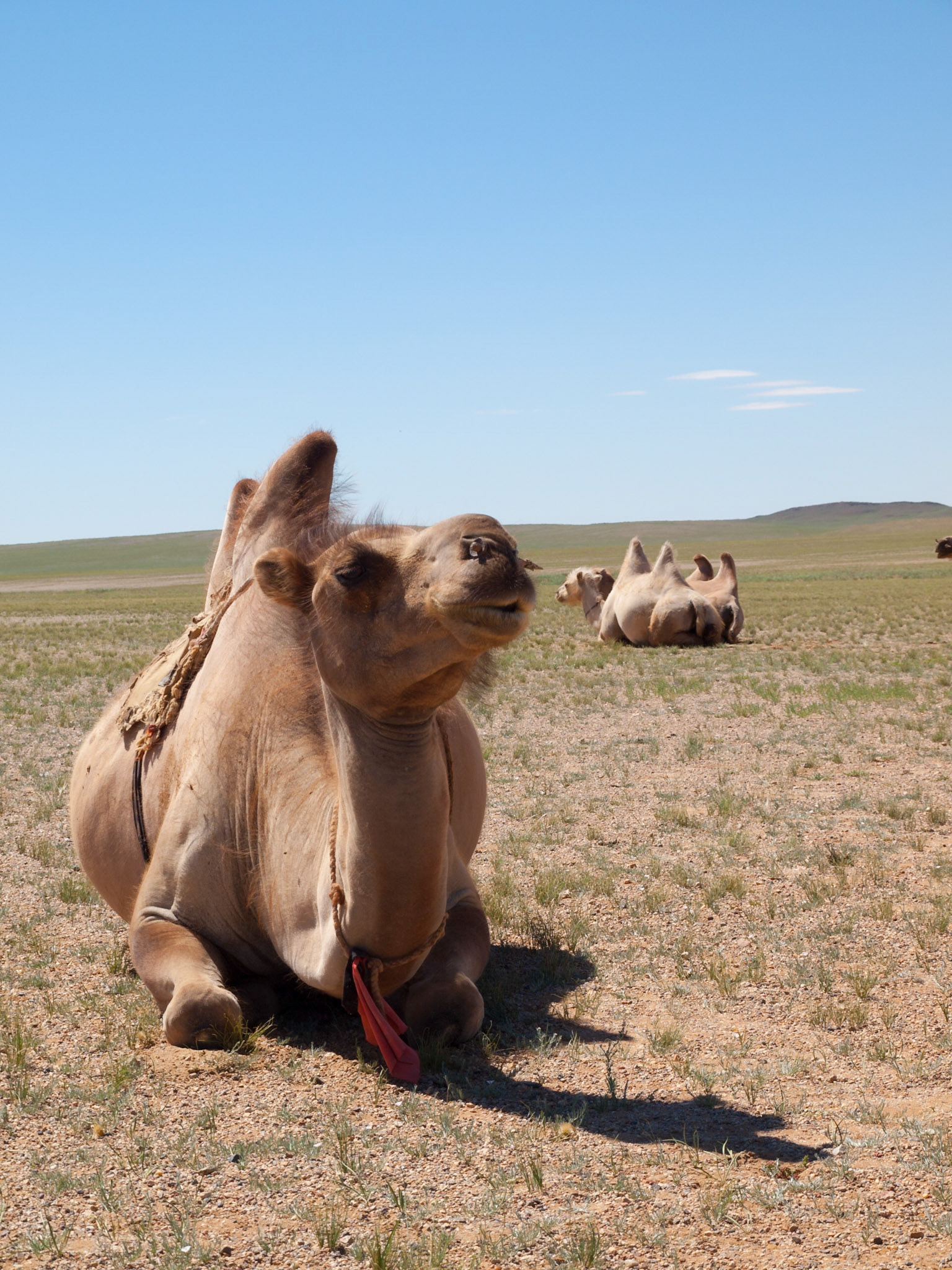 Camel in Gobi desert