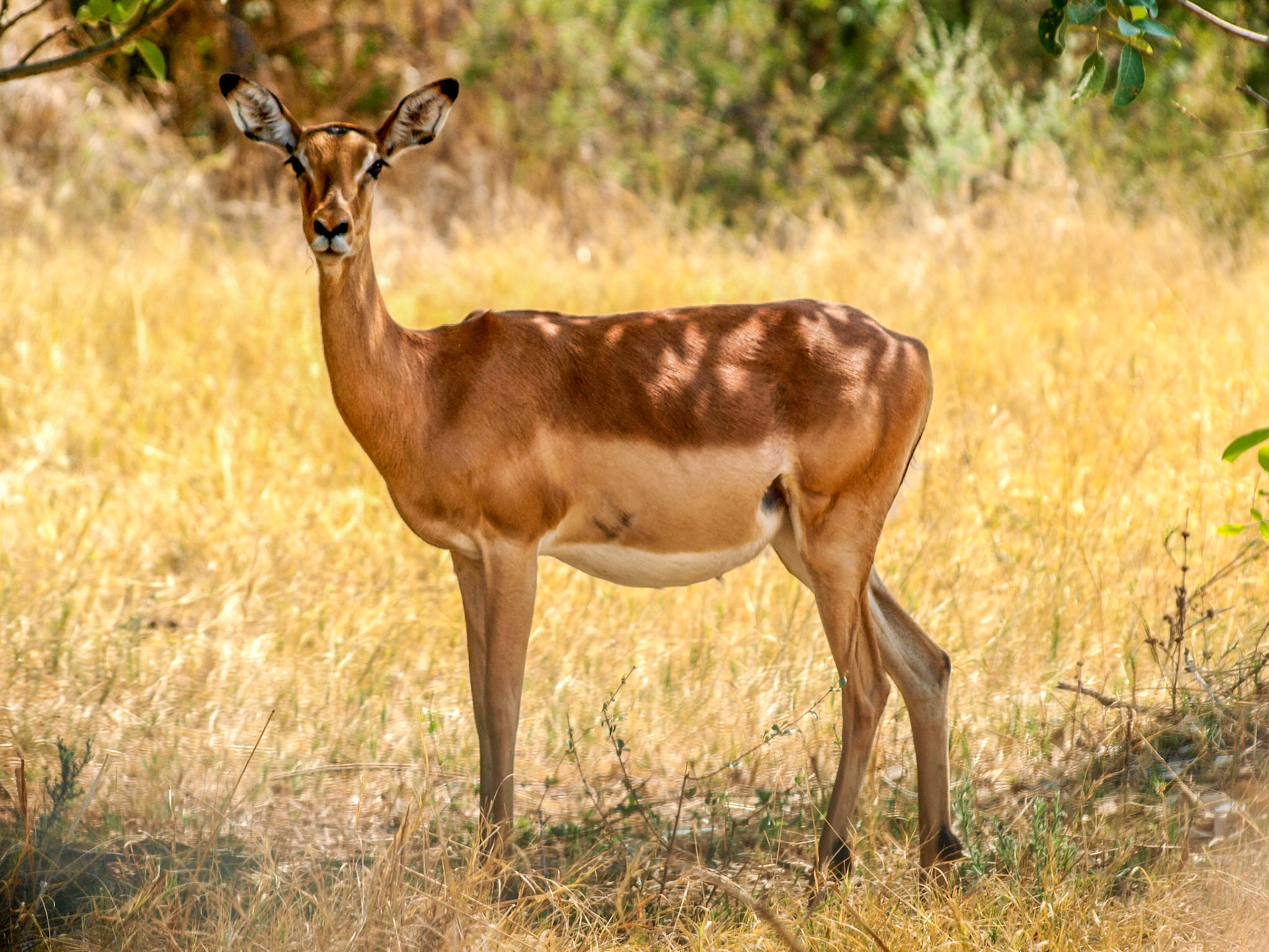 Impala looking at camera