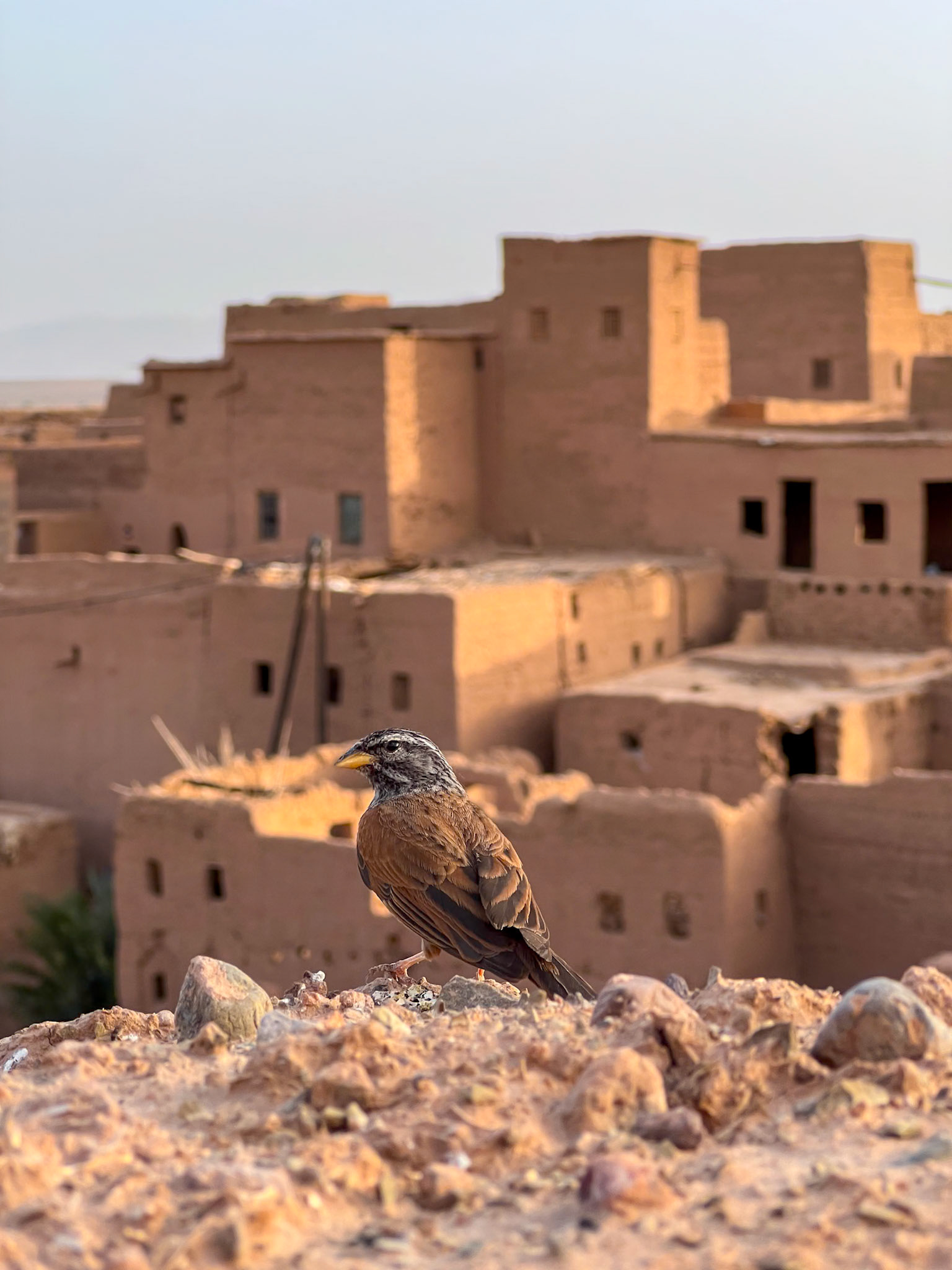 A sparrow in front of the adobe houses of Ouled Otmane, Morcocco