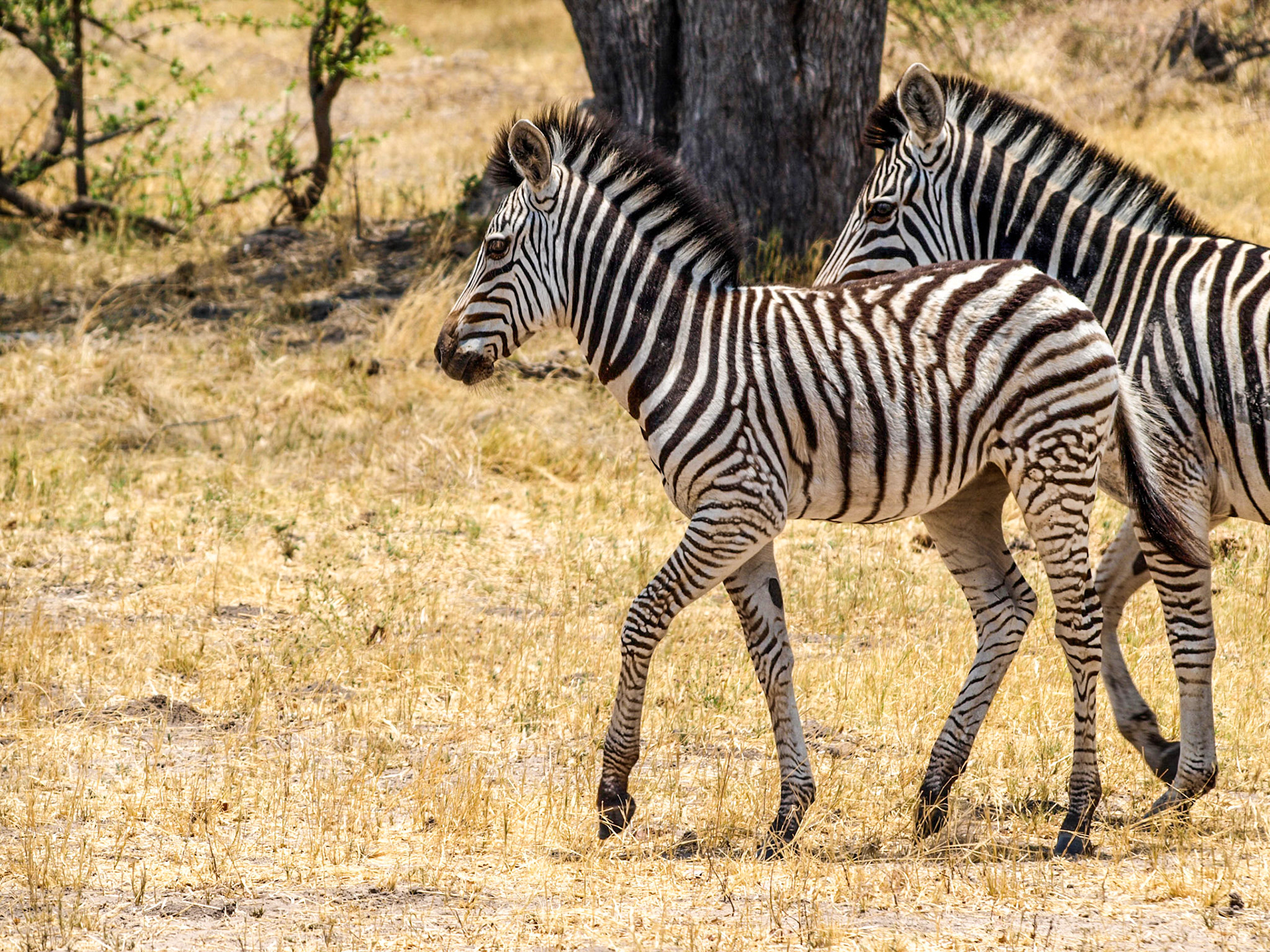 Zebra cub