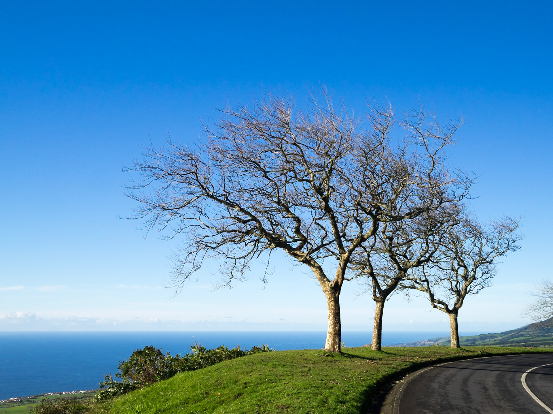 Tree leafless trees by a road bend