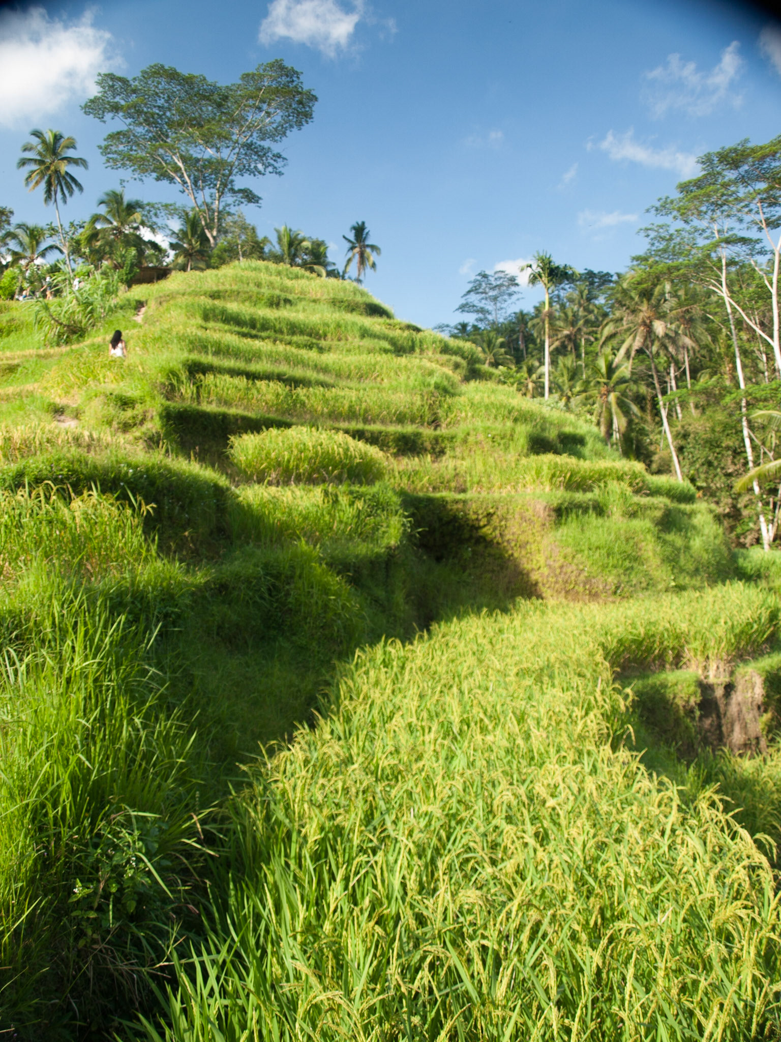 View up the Jatiluwih rice terraces in Bali island, Indonesia