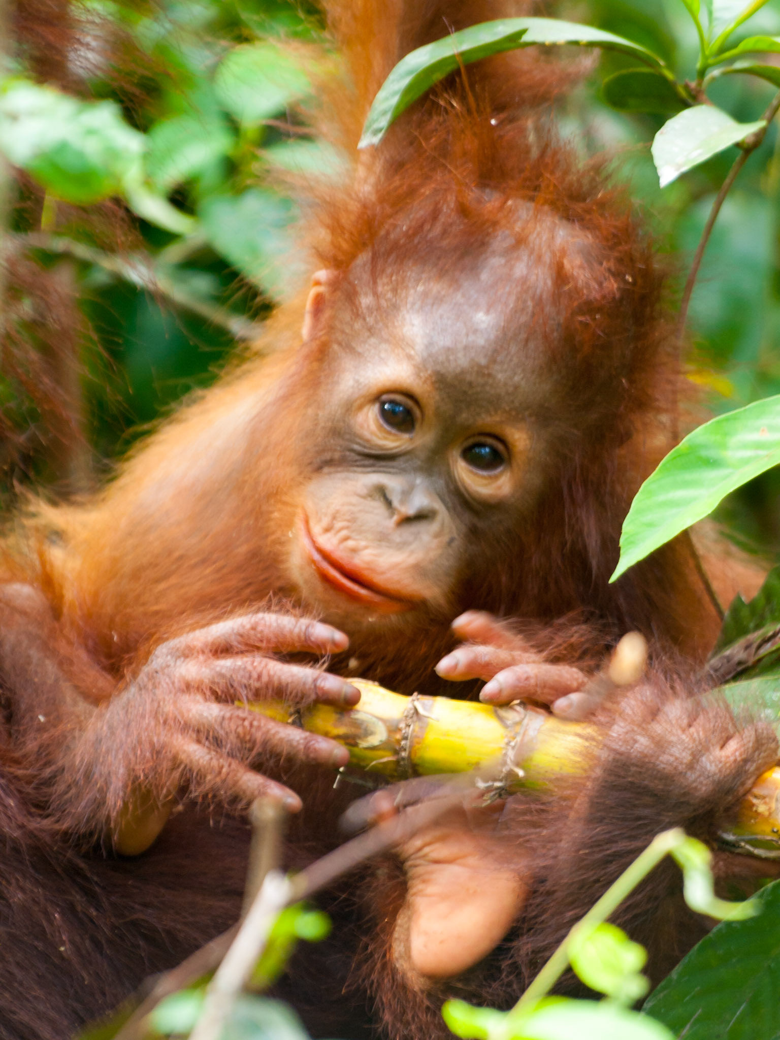 Orangutan cub playing with food