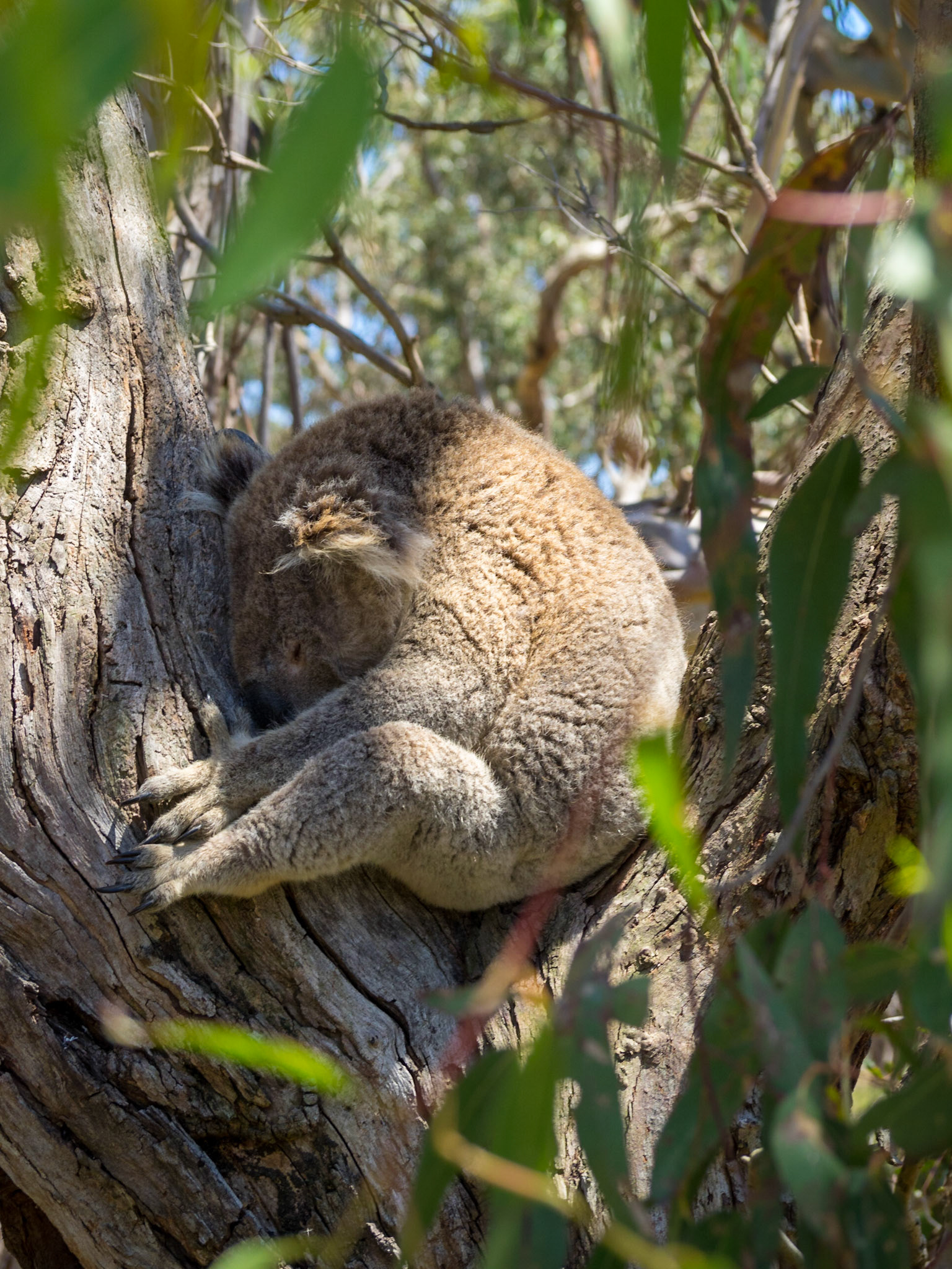 Koala sleeping in a tree setaed between branches